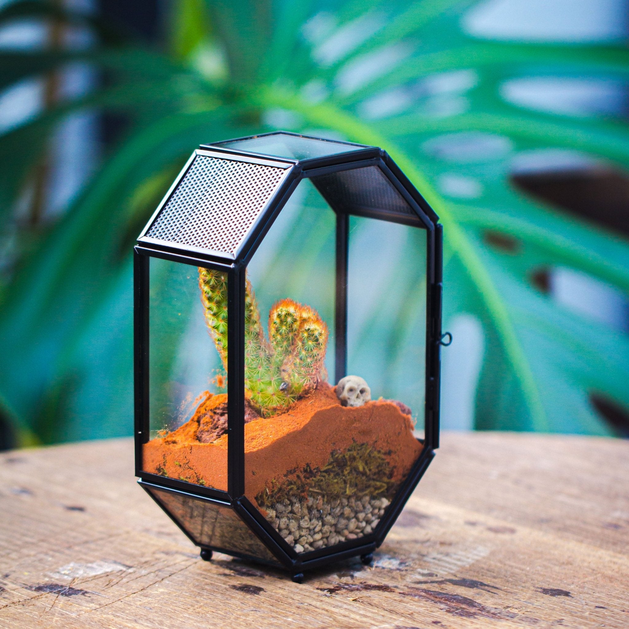 spider plant in terrarium Mini 5x7 inches Octagon Shape Glass Geometric Terrarium Enclosure with
