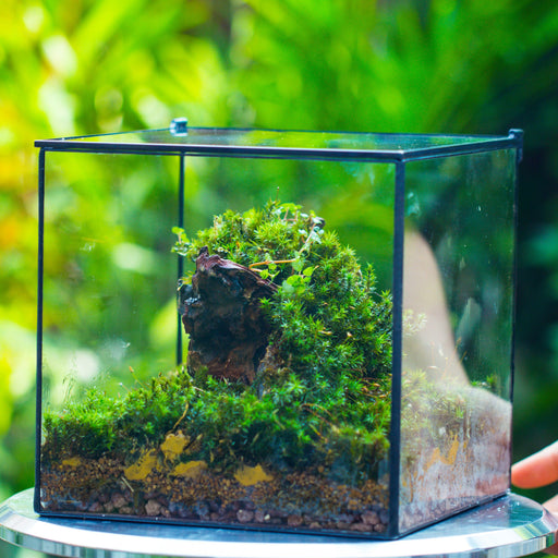 8" Cube NCYP BasicClose Geometric Glass Tin Terrarium, Planter  for Moss Wall, Fern, Landscape,  No plants - NCYPgarden