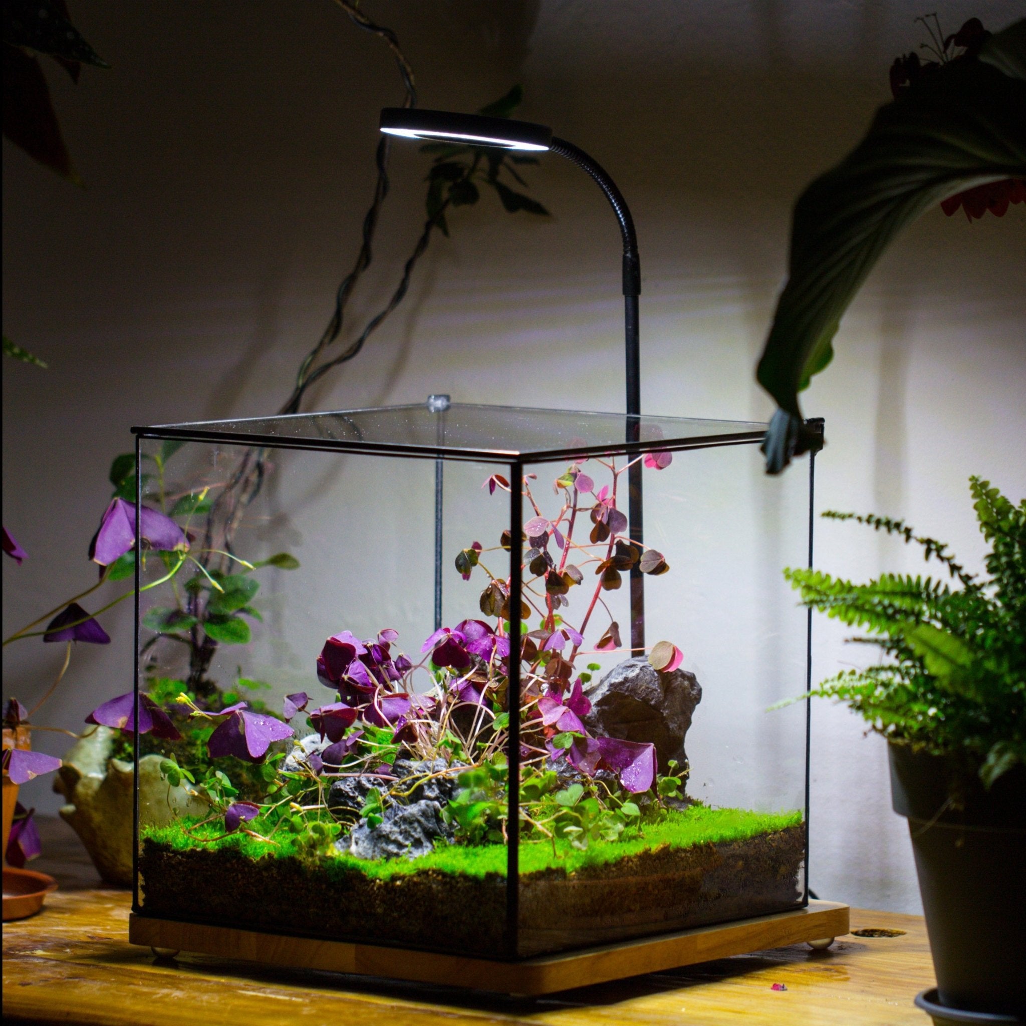 nano terrarium plants Handmade 10x10x10'' Cube Closed Geometric Glass Tin Terrarium with LED