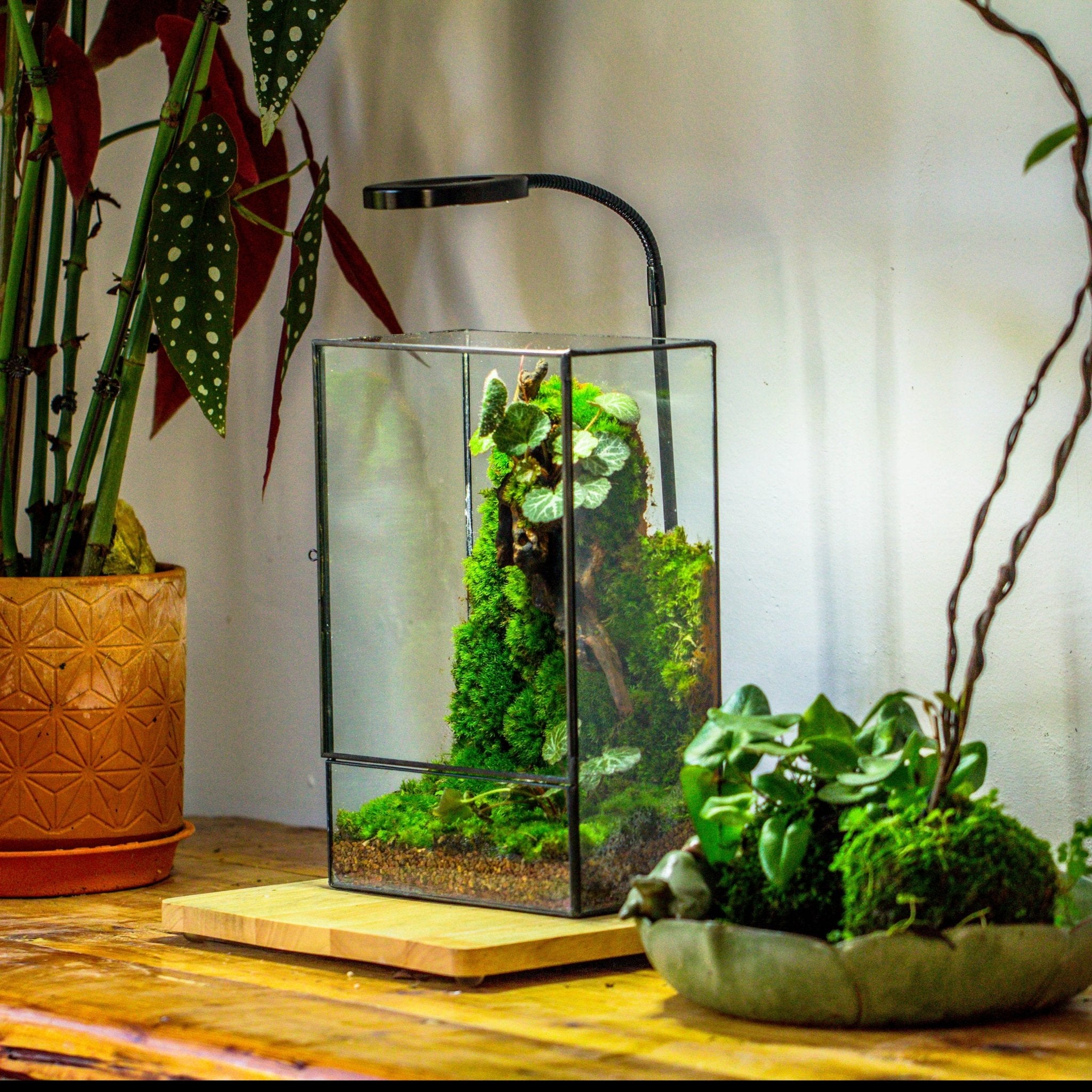 glass terrariums for plants 8x12" Close Geometric Glass and Tin Terrarium for Moss Qall