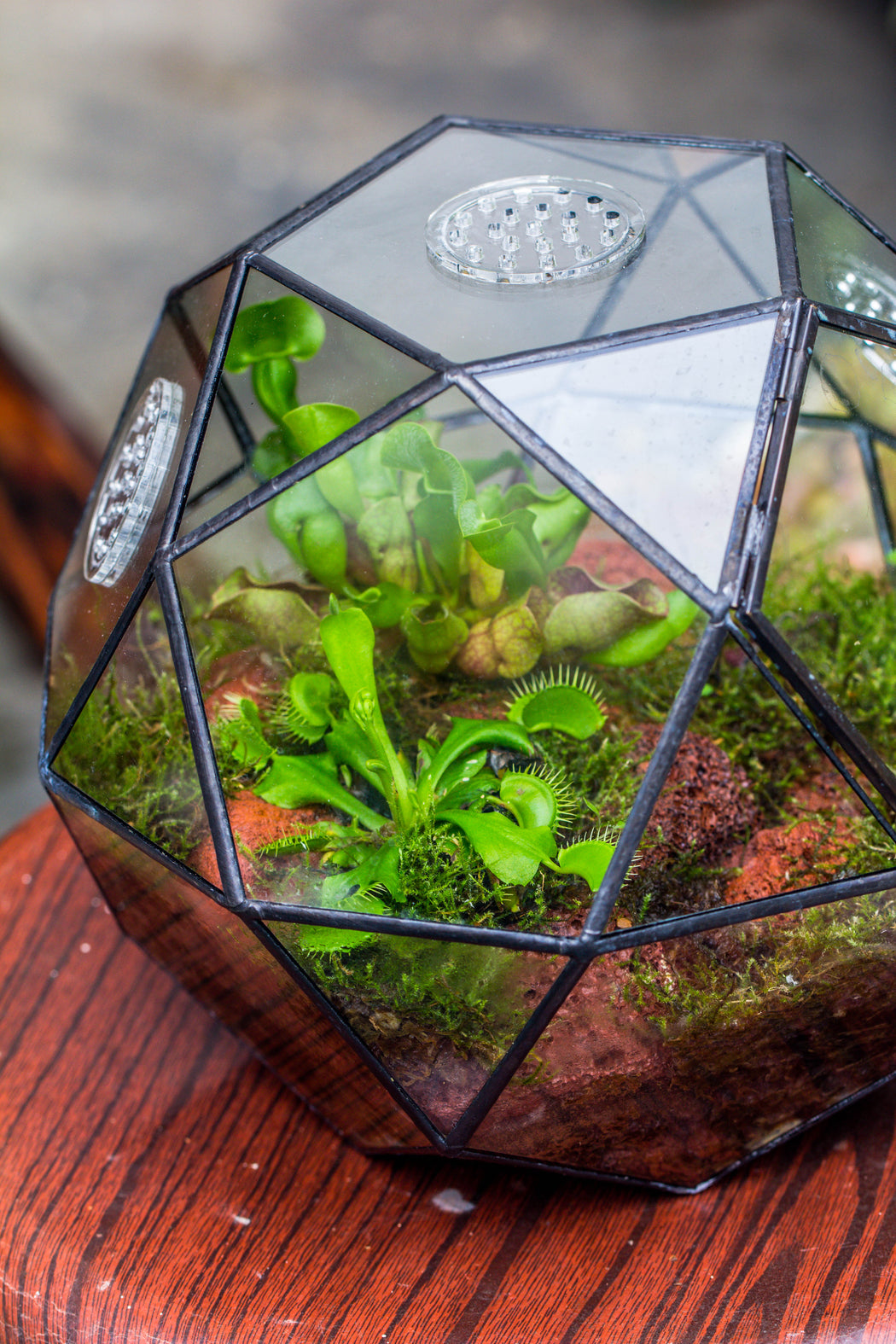 Handmade Close Triangular Pentagon Mix 32-Sides Clear Glass Geometric Centerpiece Terrarium for moss - NCYPgarden