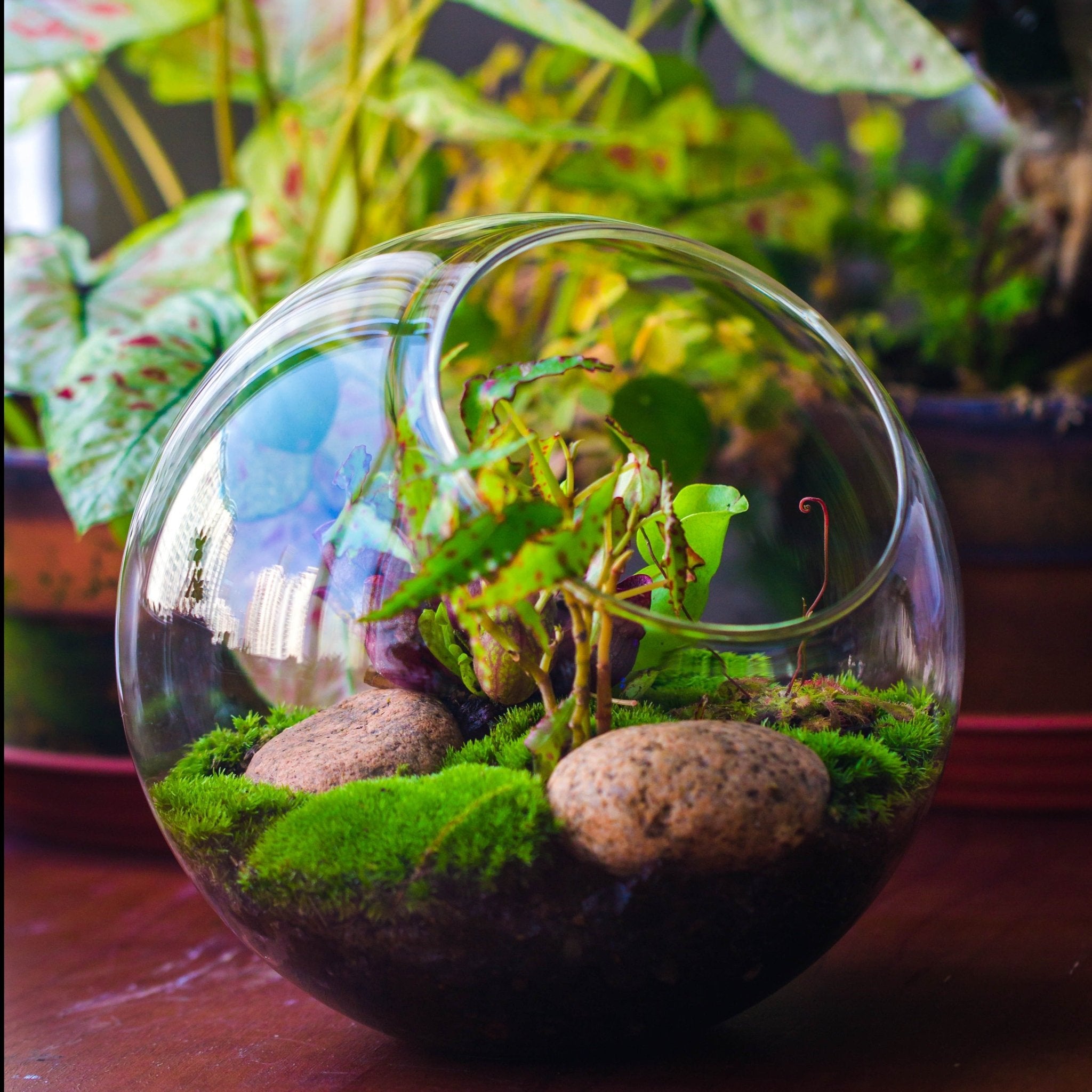 plant terrarium glass Shop Glass Sphere Terrarium with cut