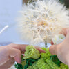 Super Large Diameter 11cm / 4.3 Presered Dandelion Dried Flowers, DIY Material for Bouquet, - NCYPgarden