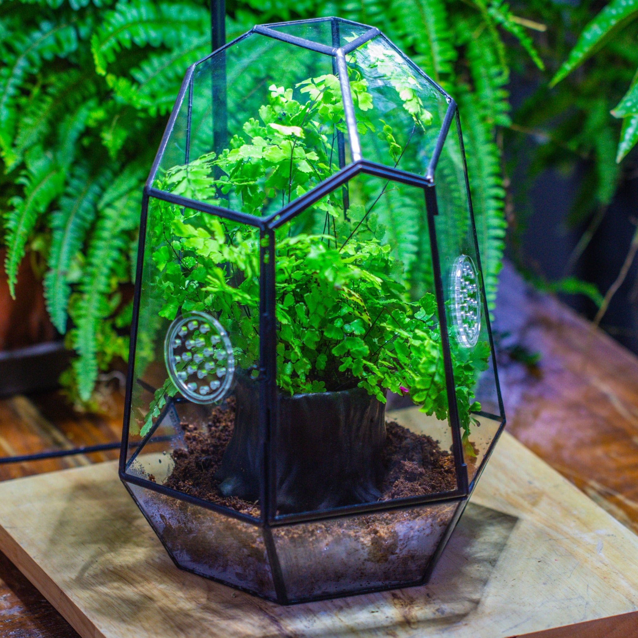 terrarium plants that look like trees NCYP Close Geometric Glass Terrarium with Door, with vents, coconut co
