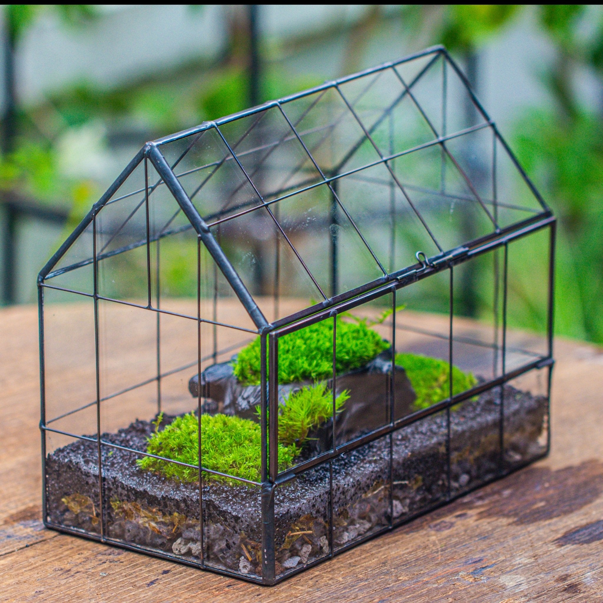 terrarium kit with plants Black Theme Moss and Tree Stump Terrarium Kit