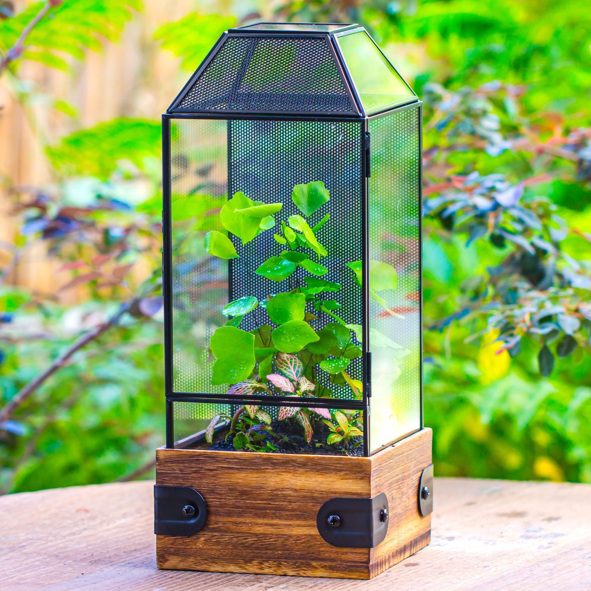 terrarium spider plant Handmade Glass Terrarium with Wood Base, Geometric Jumping Spider Encl – NCYPgarden