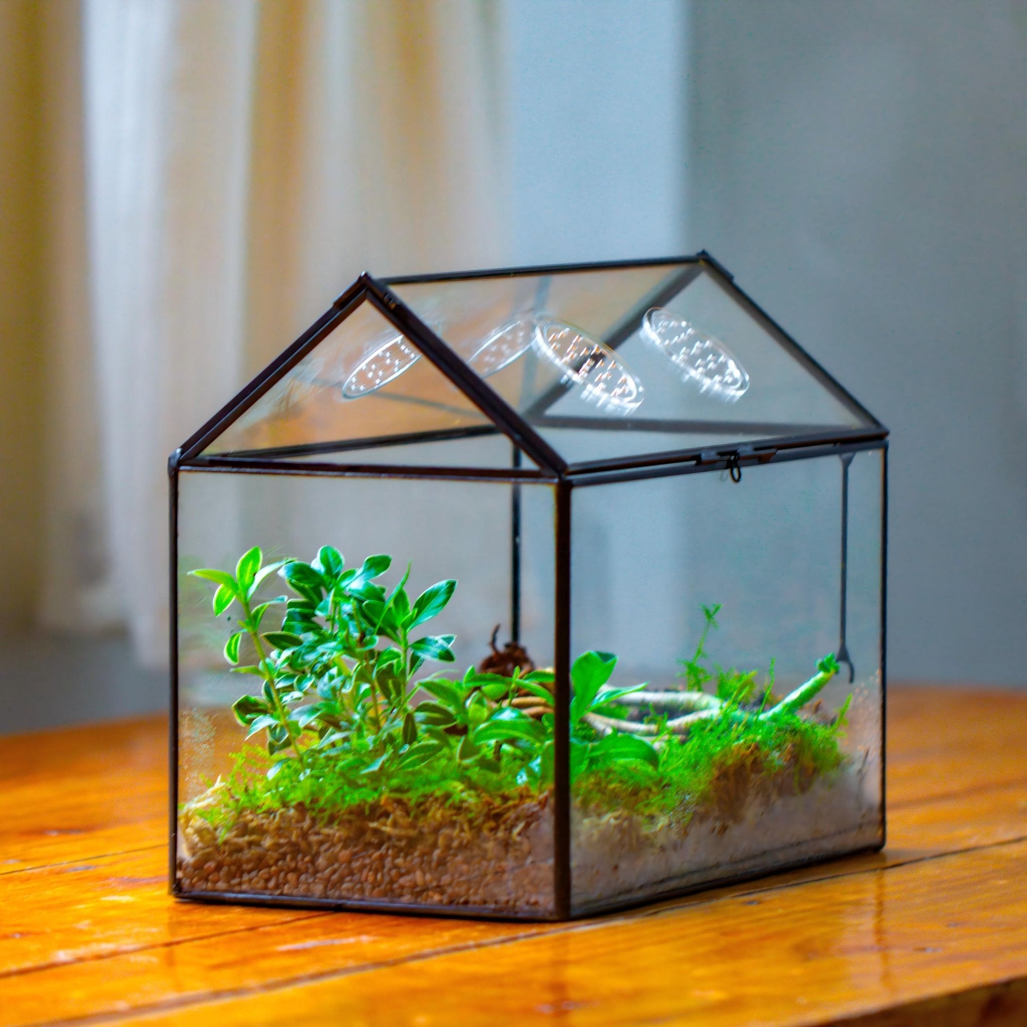 small glass terrarium for air plants NCYP Handmade Geometric Glass Close Terrarium Box House Shape, Swing L