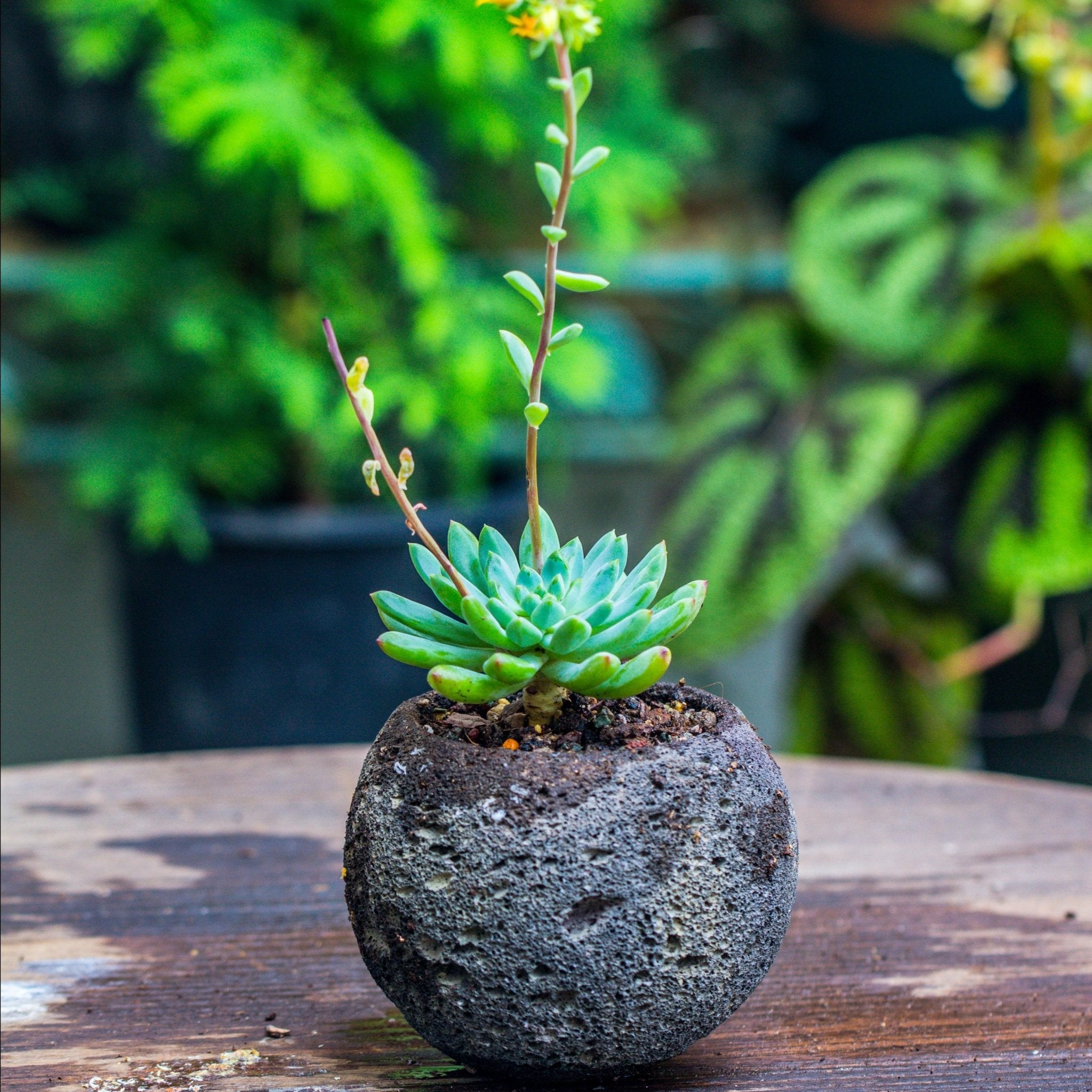 succulent rock planter Round Volcanic Rock Planter