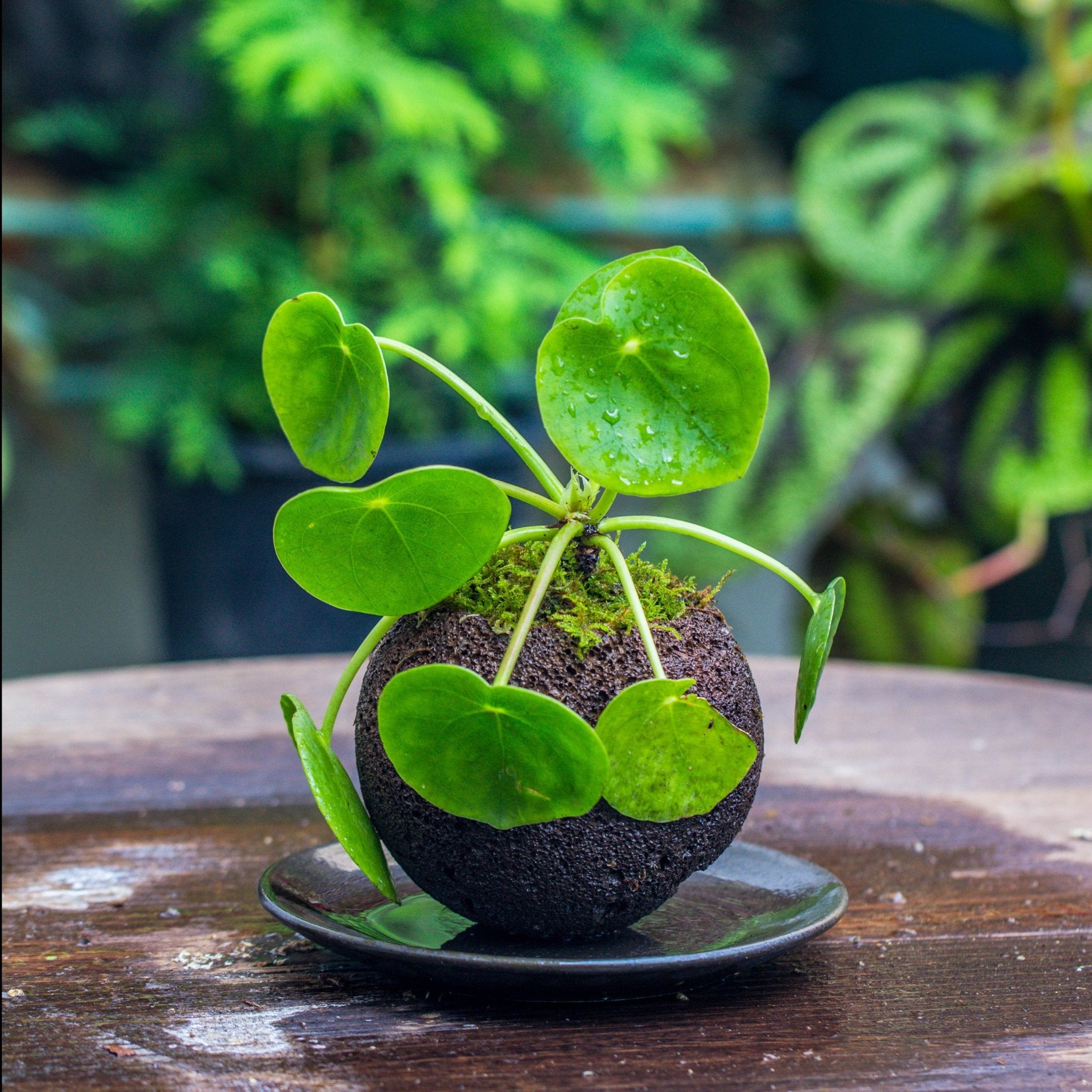 lava rock for succulents Round Black Horticultural Lava Rock Planter