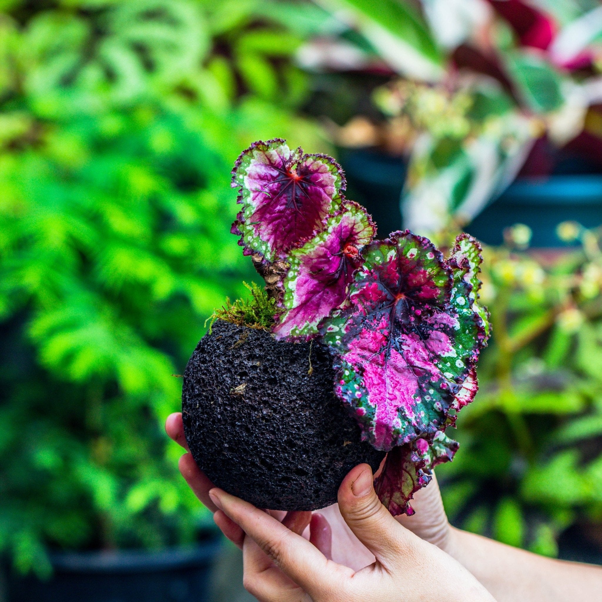 volcanic rock for succulents round Volcanic Rock Planter