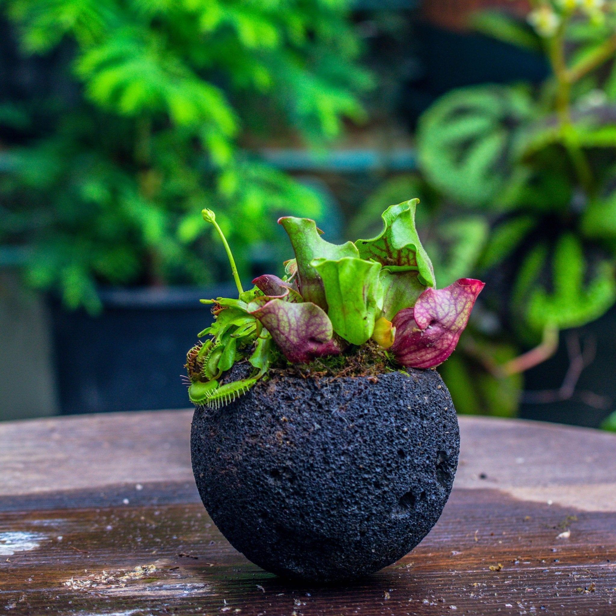 lava rock succulents Round Lava Volcanic Rock Planter