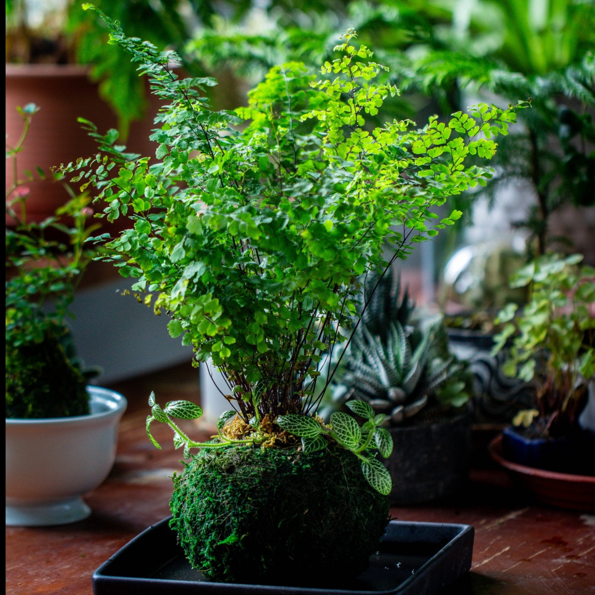 preserved indoor plants Preserved Hypnum plumaeforme Wils. Moss Ball, Kokedama planter – NCYPgarden