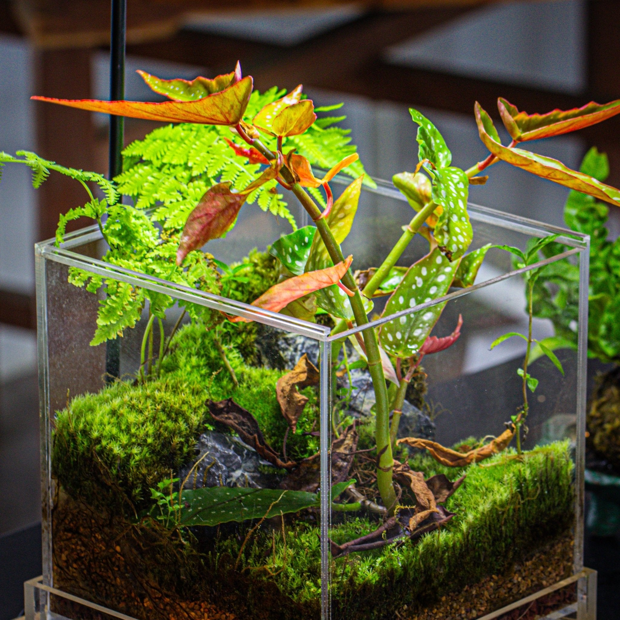 terrarium aquarium plants NCYP Acrylic Close terrarium with drainage bottom, suits for Fly Trap, Pitcher Plants, Moss Ball, Nursery, Small tropical Plants