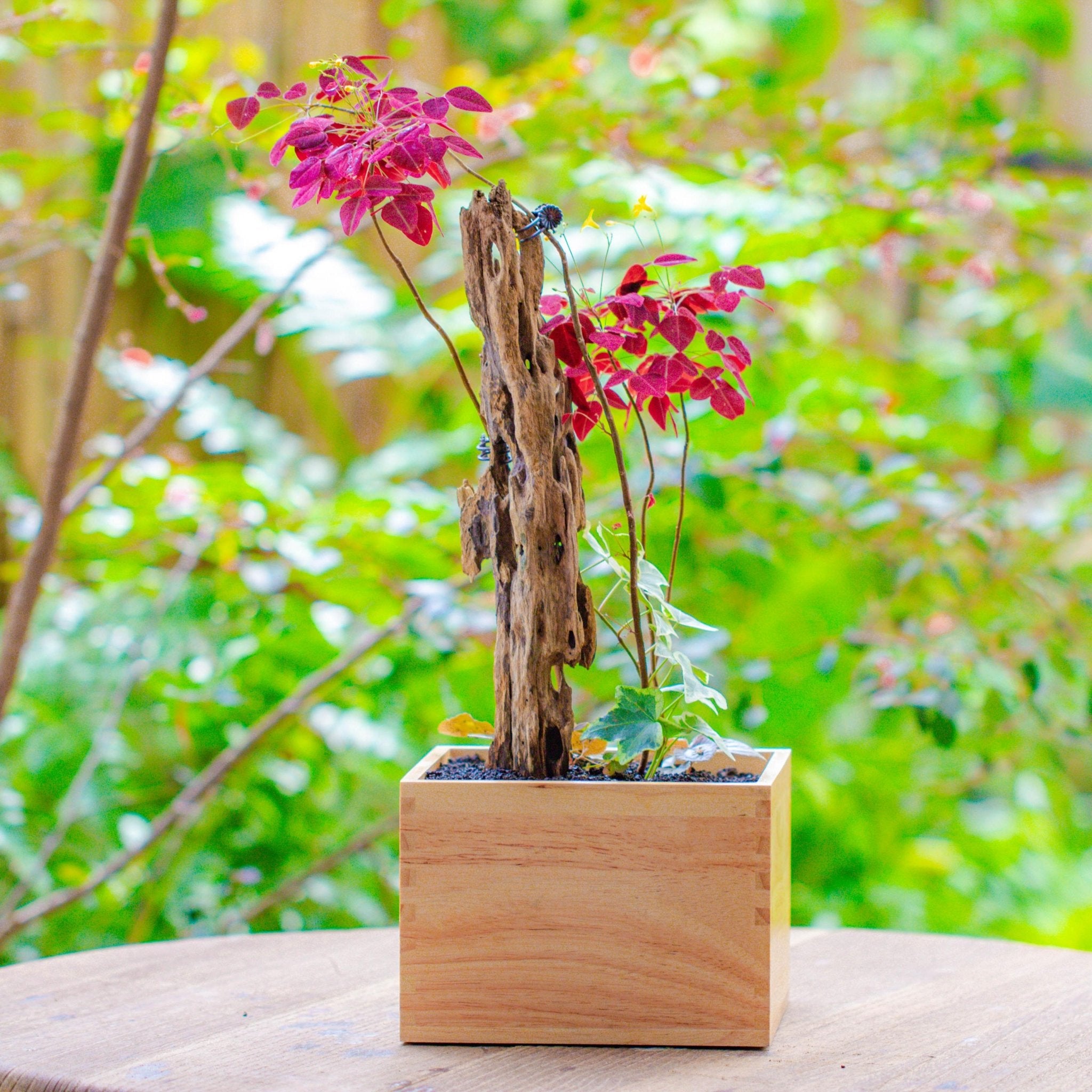 large outdoor bonsai tree Large Natural Wood Planter for Small Bonsai and Mix planting