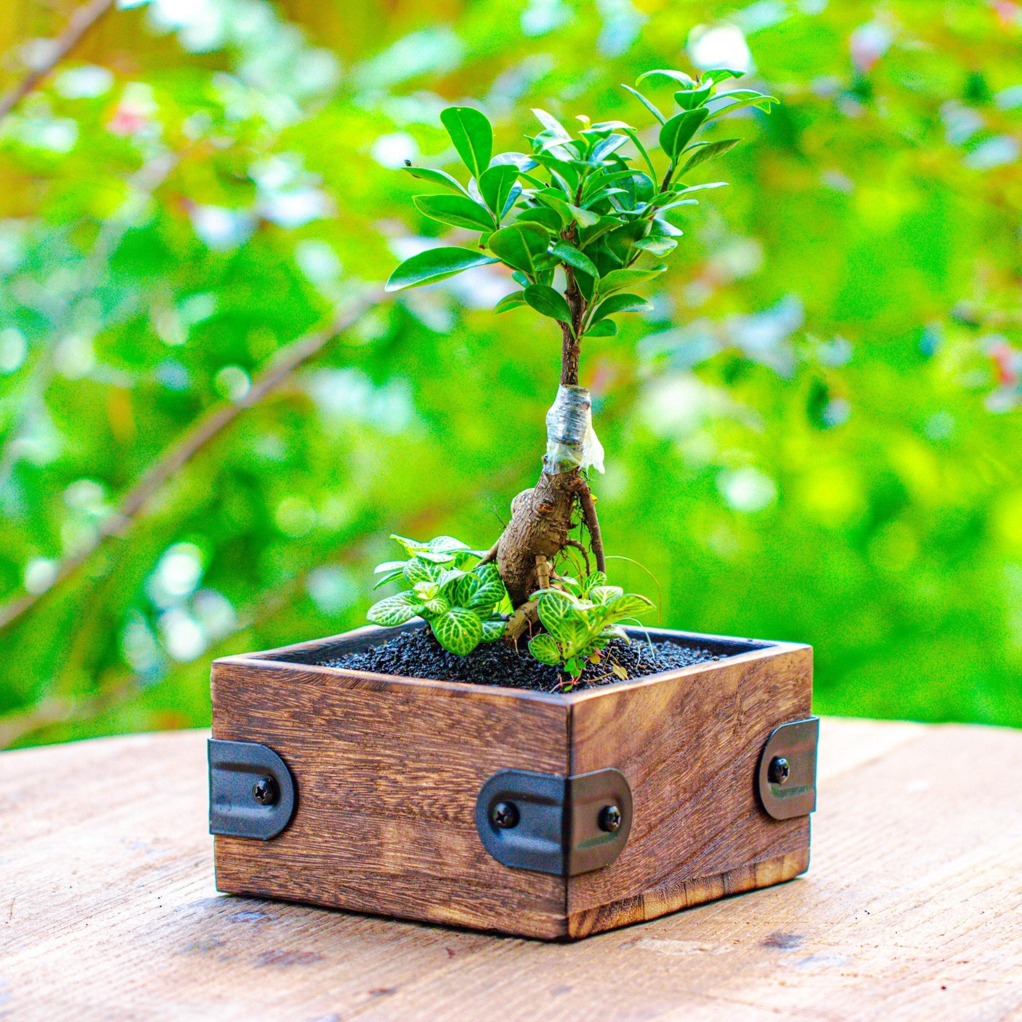 bonsai tree planter Small Natural Wood Planter for Small Bonsai and Mix planting