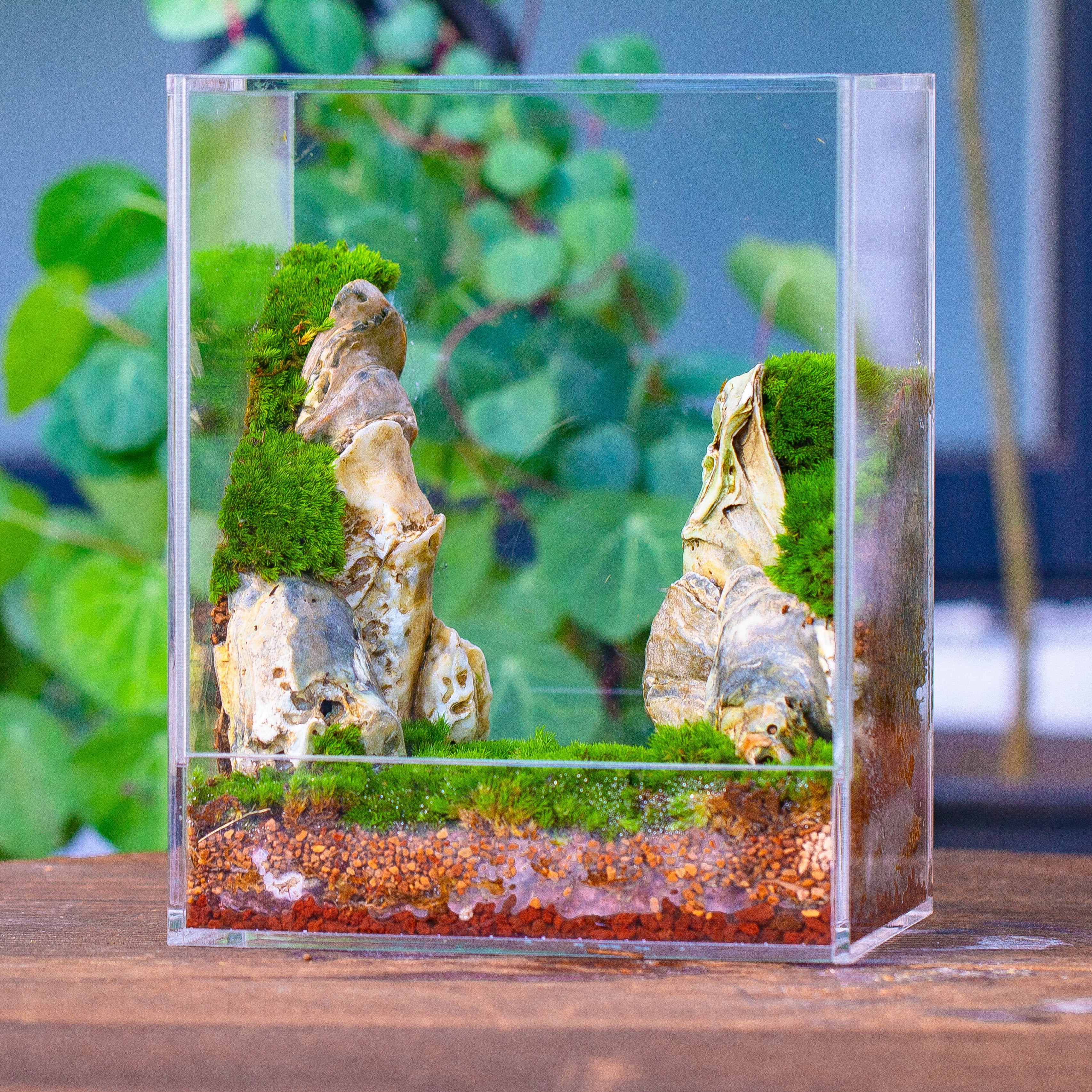 terrarium aquarium plants Handmade Water-Tight Sealed Enclosed Rectangle Acrylic Terrarium – NCYPgarden