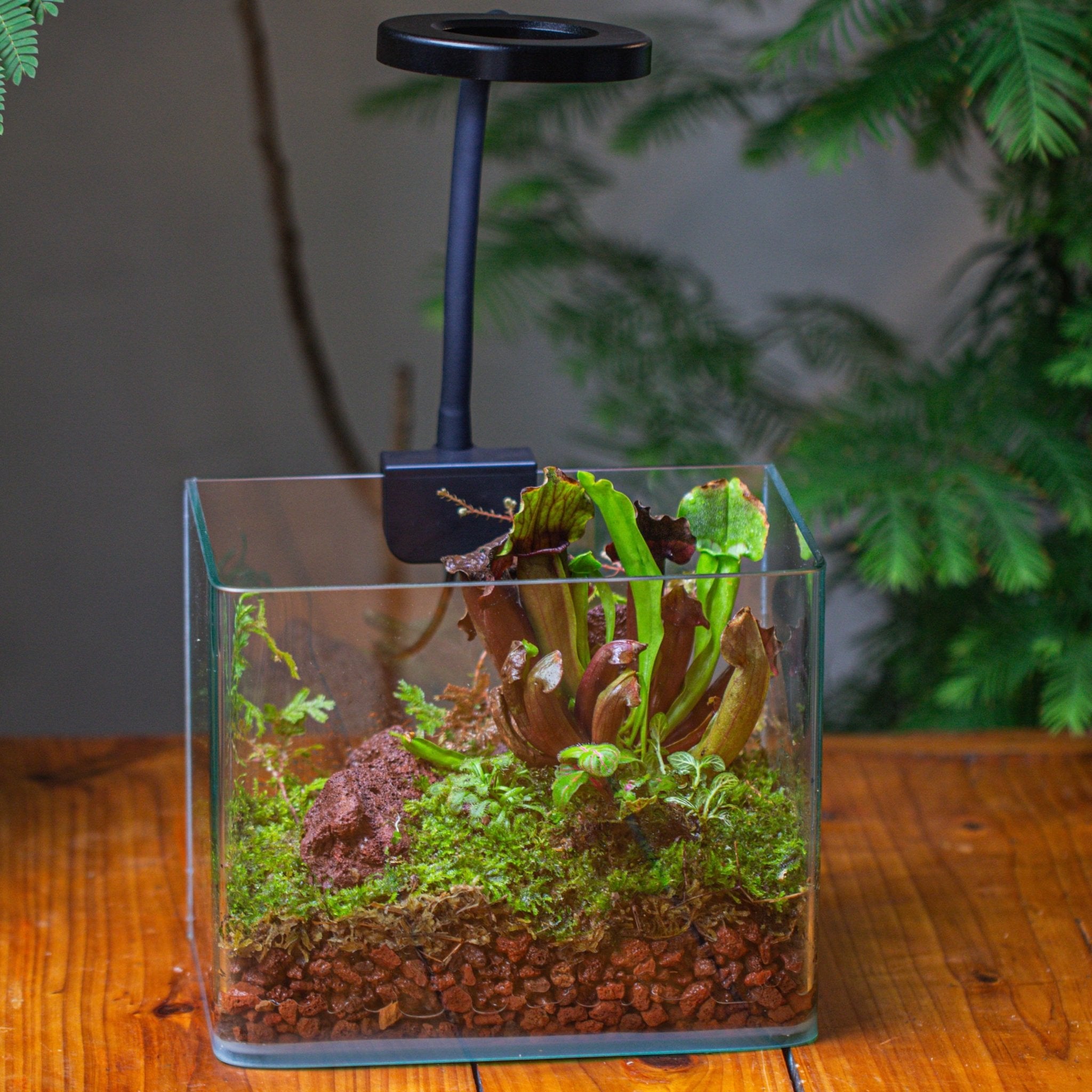 carnivorous plant terrarium for sale Open Moss Terrarium Building DIY Set with LED for Carnivorous Plants: