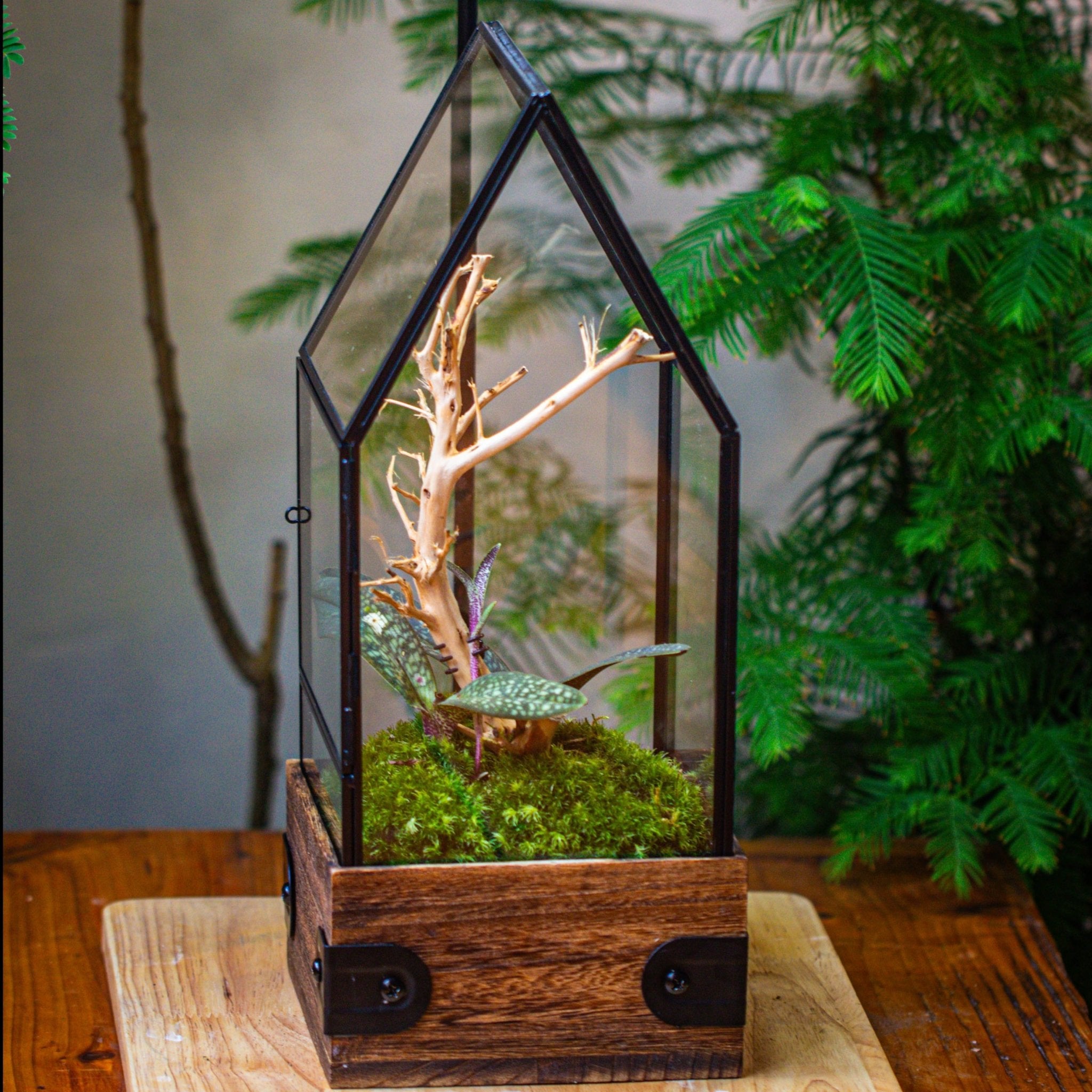 plant house terrarium Handmade Glass Terrarium with Wood Base, House Shape Planter with Door