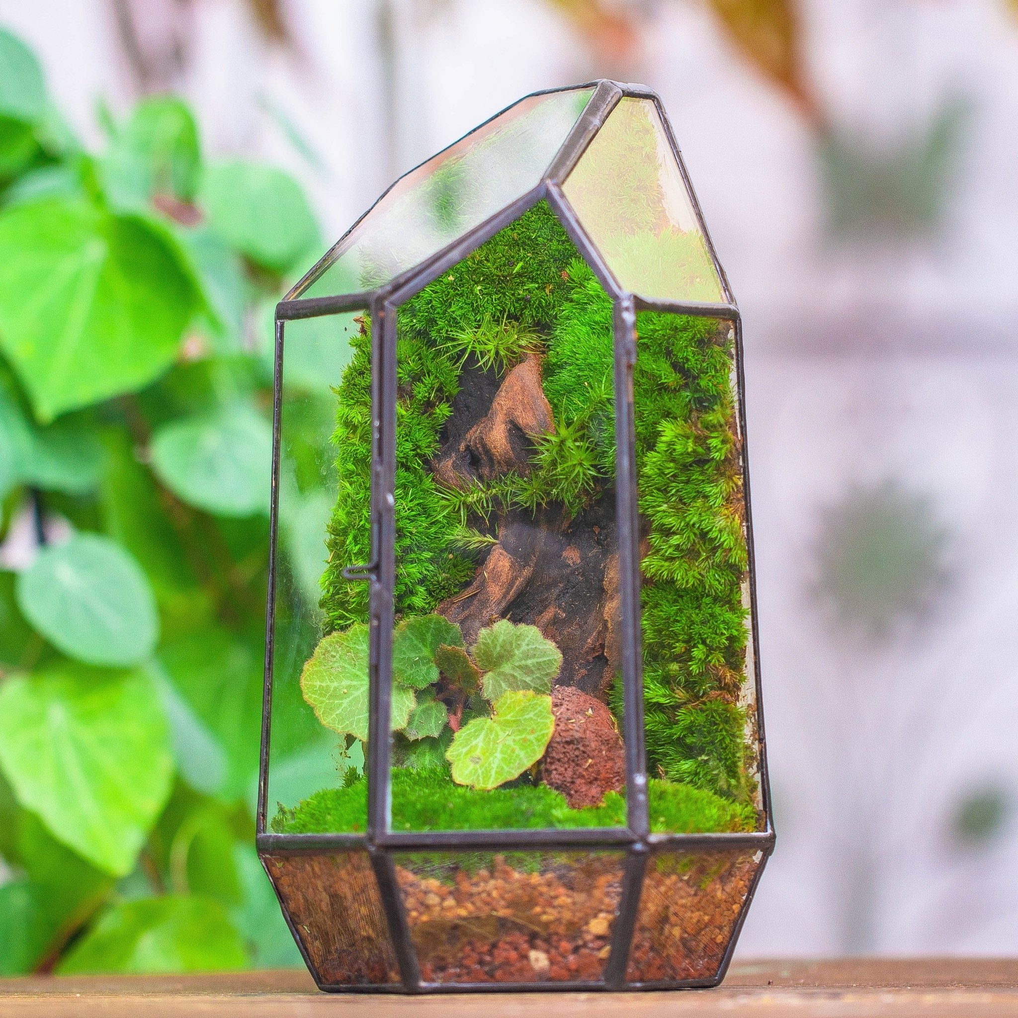succulent planter glass NCYP 8.66" Height Closed Irregular Glass Terrarium With Door Succulent – NCYPgarden