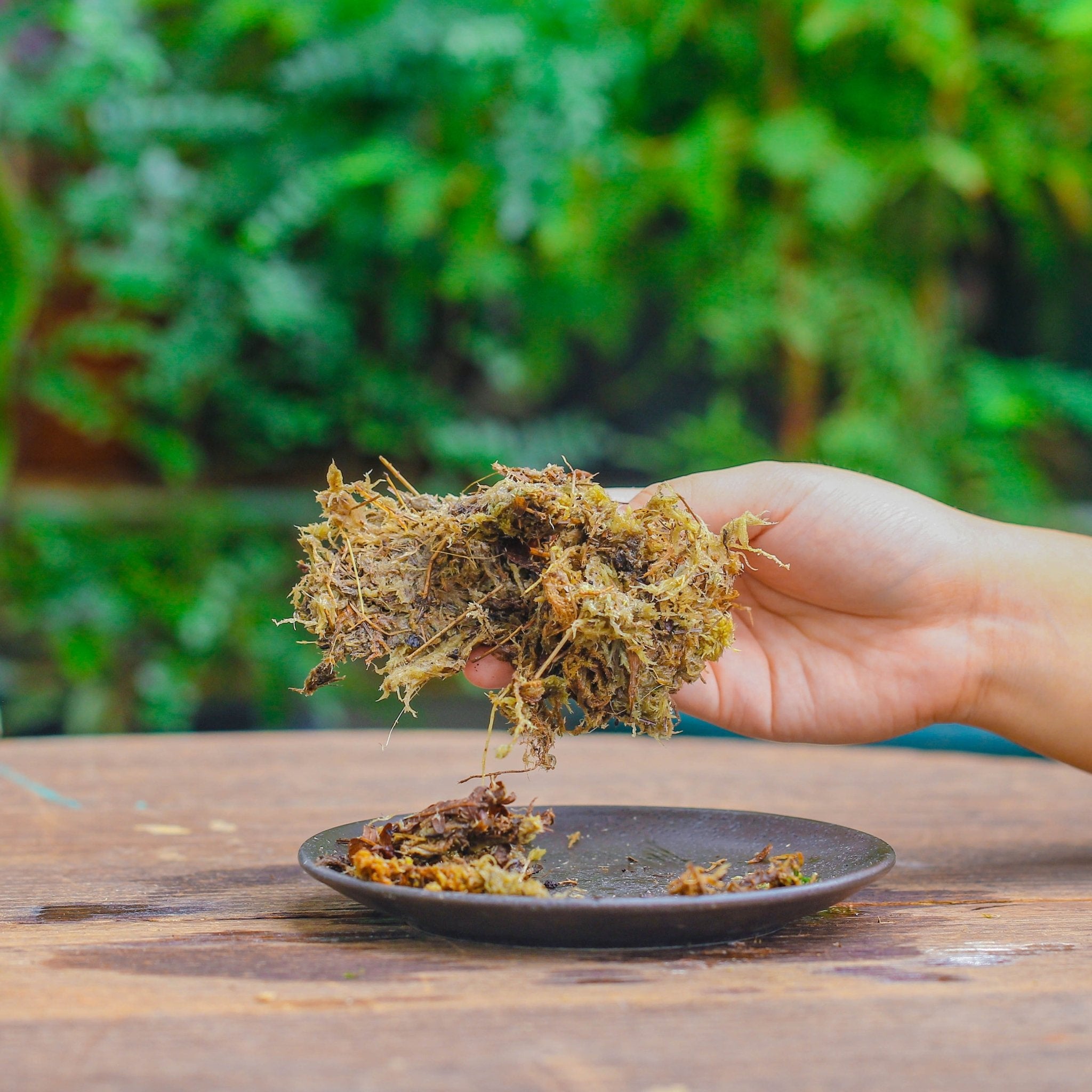 dry terrarium plants Dried Moss for Terrariums