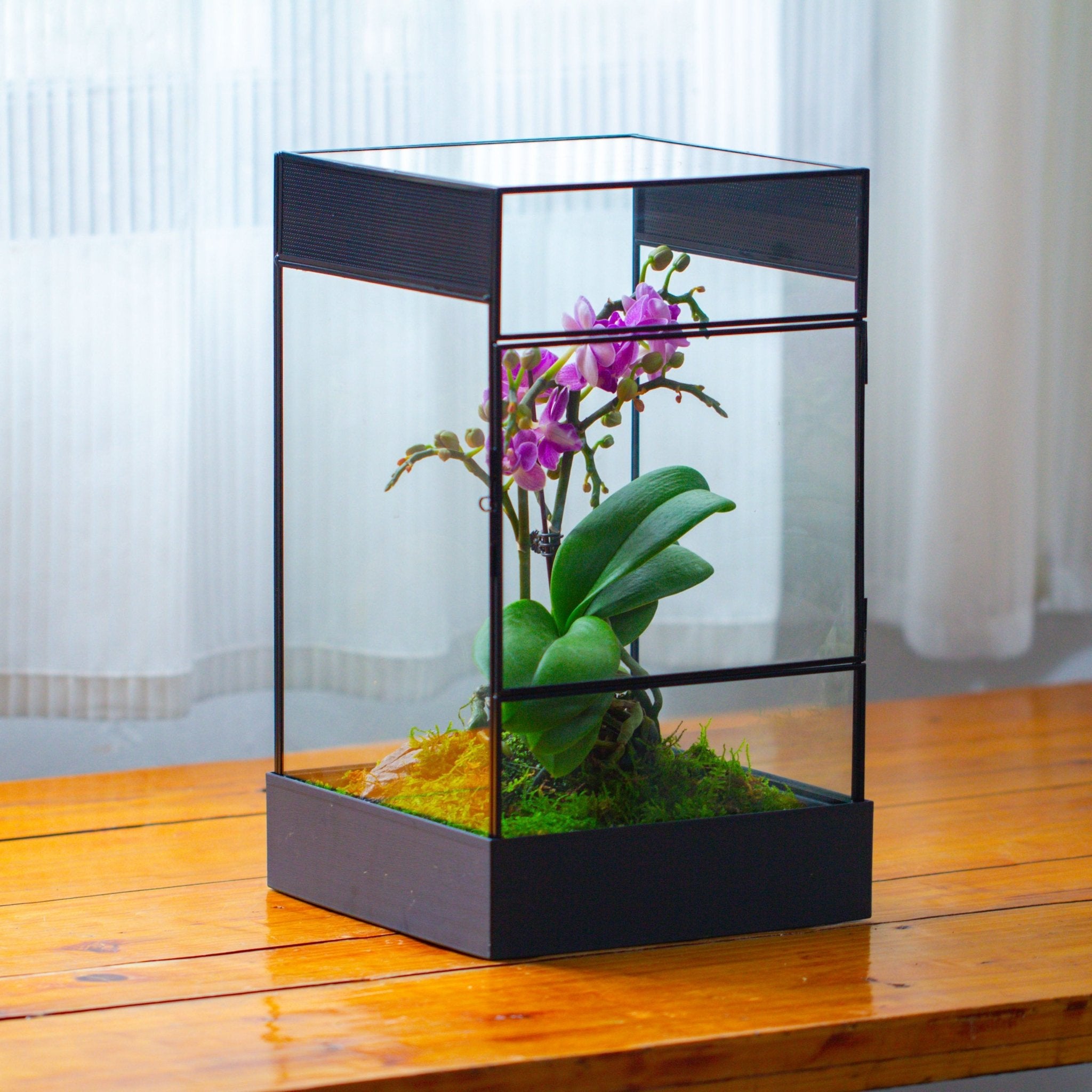 mantis terrarium plants Handmade Octagon Glass Geometric Terrarium for Insect, Mantis Spider – NCYPgarden
