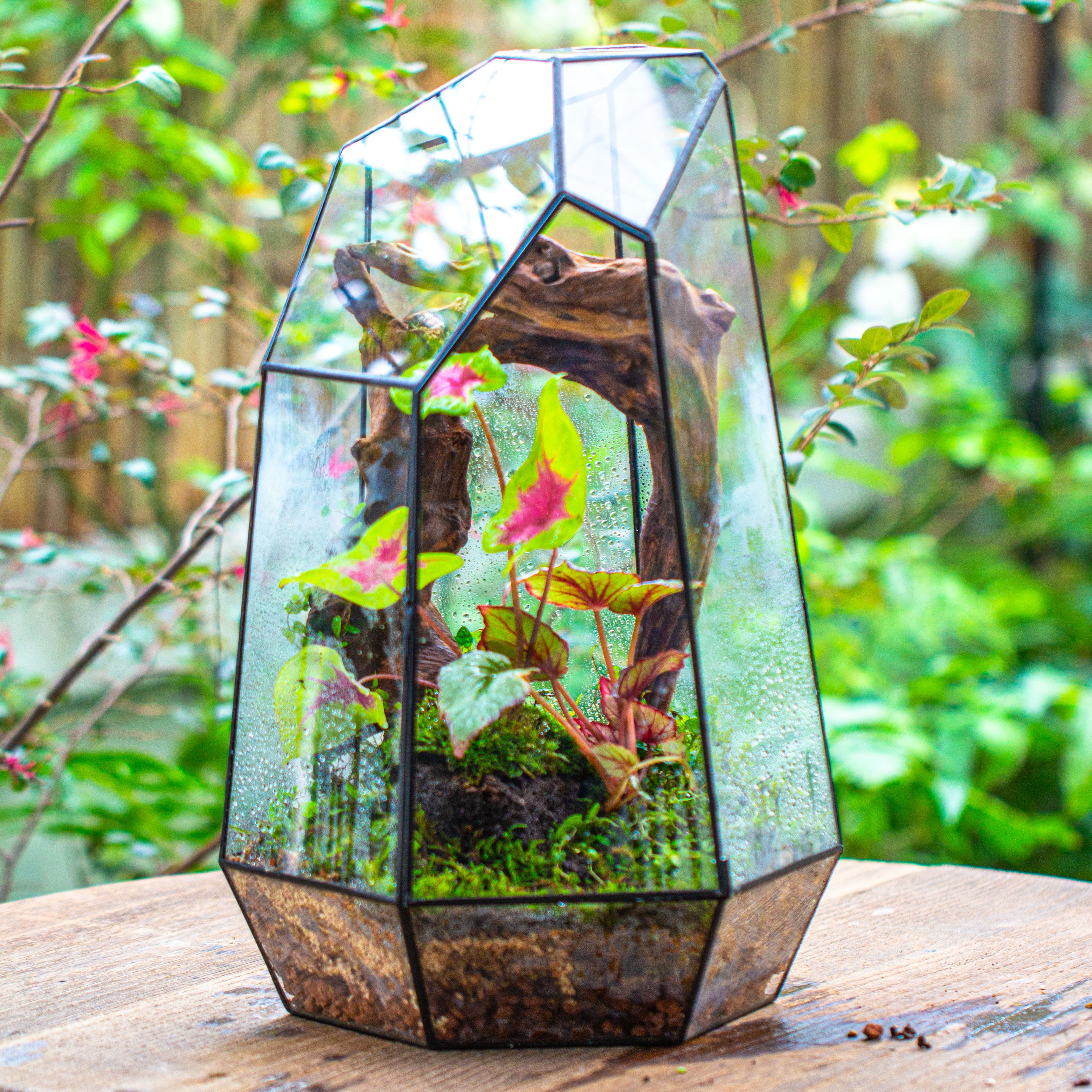 plants for tropical terrarium 16.1" Large Irregular Geometric Glass Terrarium, Close, Tin soldered,