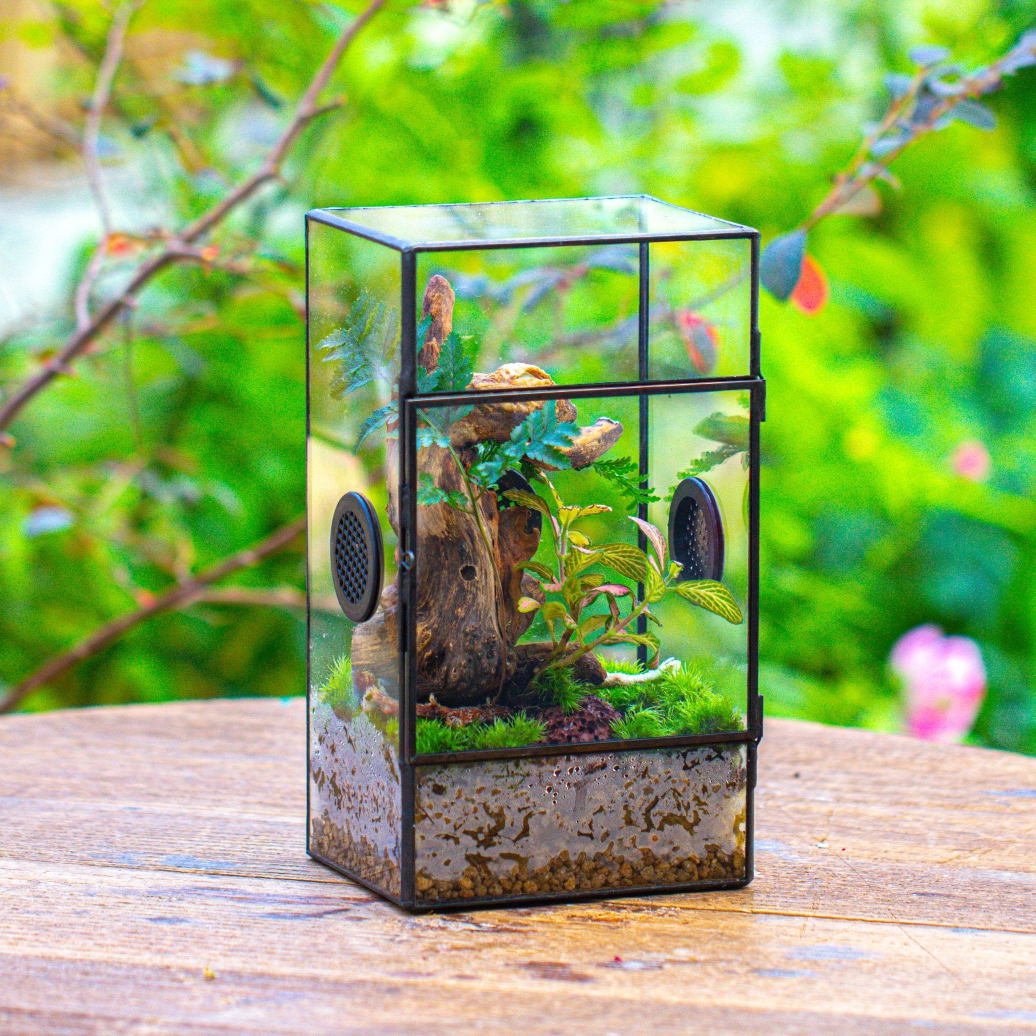 plants for jumping spider enclosure Glass Geometric Terrarium with Door Enclosure, Black Plastic Mesh Vent for Insects, Snail, Jumping Spider, – NCYPgarden