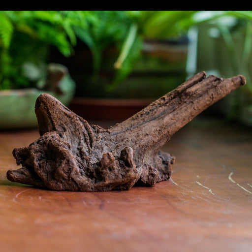 Copy of Natural driftwood for moss terrarium, miniature, micro landscape, unique  10-24, suitable for both live and preserved moss - NCYPgarden