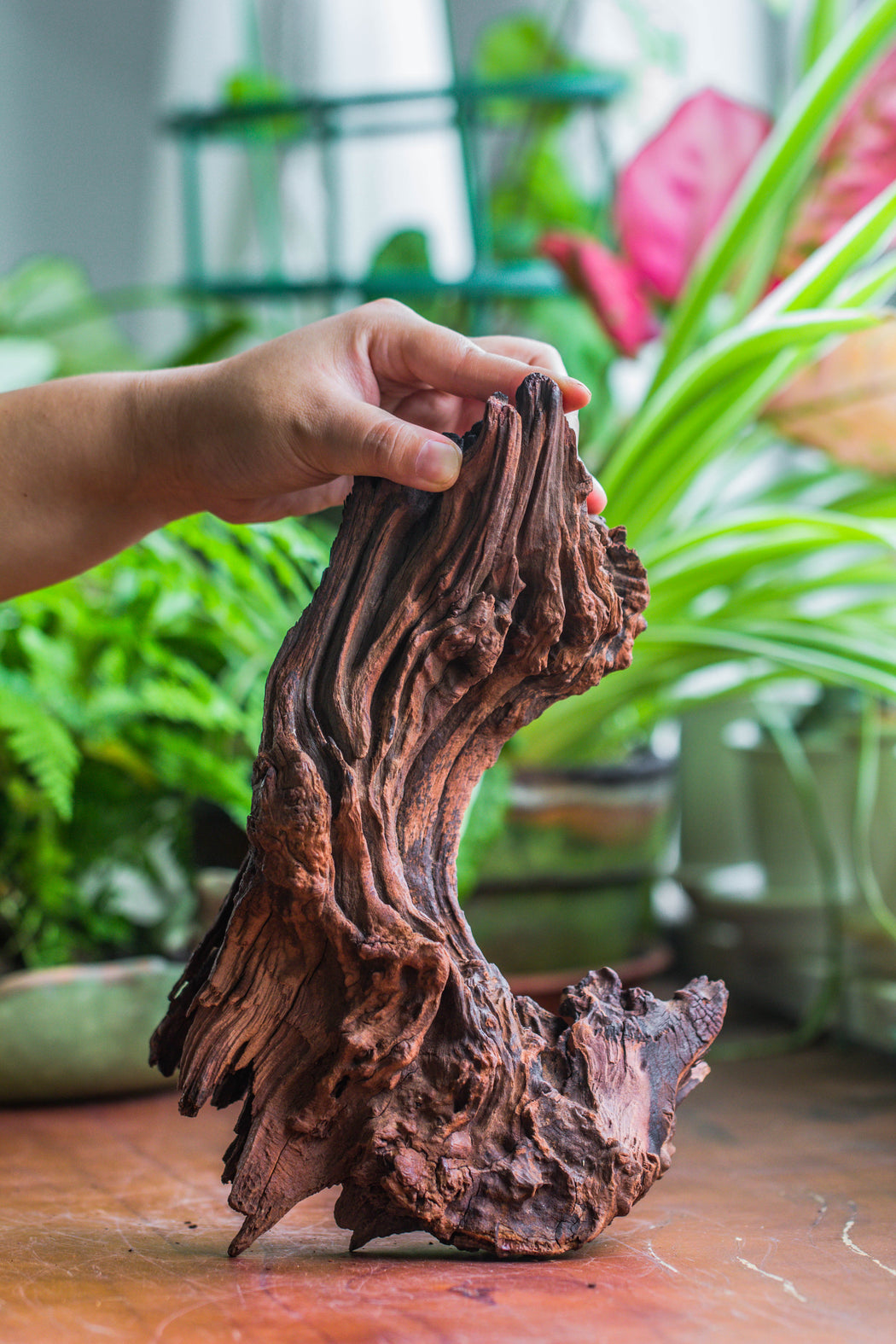 Copy of Natural driftwood for moss terrarium, miniature, micro landscape, unique  10-36, suitable for both live and preserved moss - NCYPgarden