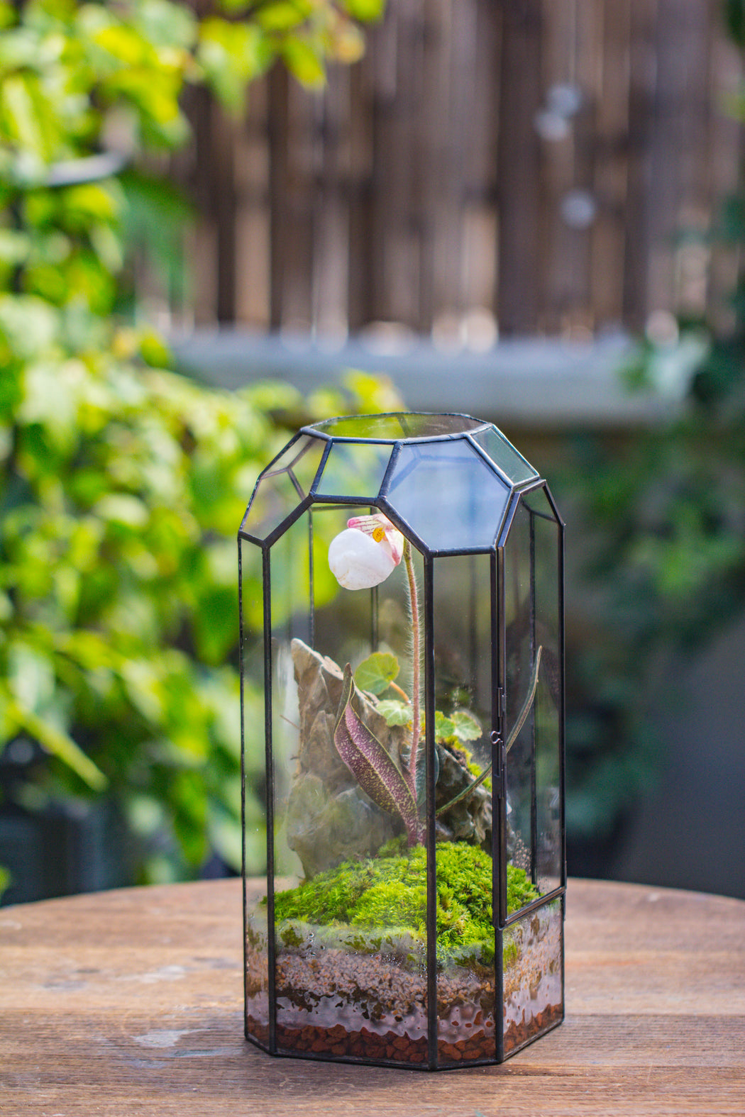 Vintage Tall Octagon Geometric Tin Glass Terrarium , 12.6" , close, suitable for tall plants, orchid, small begonia Pitcher, Micro landscape    -with white light set - NCYPgarden