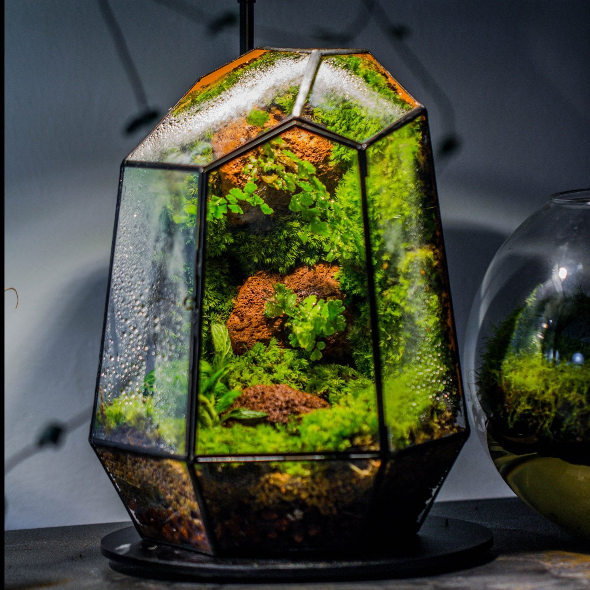 terrarium kit with live plants Rainforest terrarium Building DIY Set – NCYPgarden
