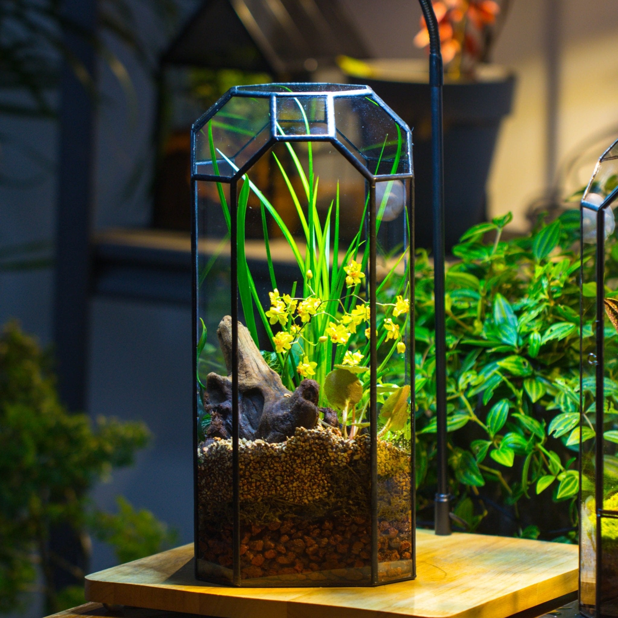 plants suitable for open terrariums Vintage Tall Octagon Geometric Tin Glass Terrarium , 12.6" , open, sui