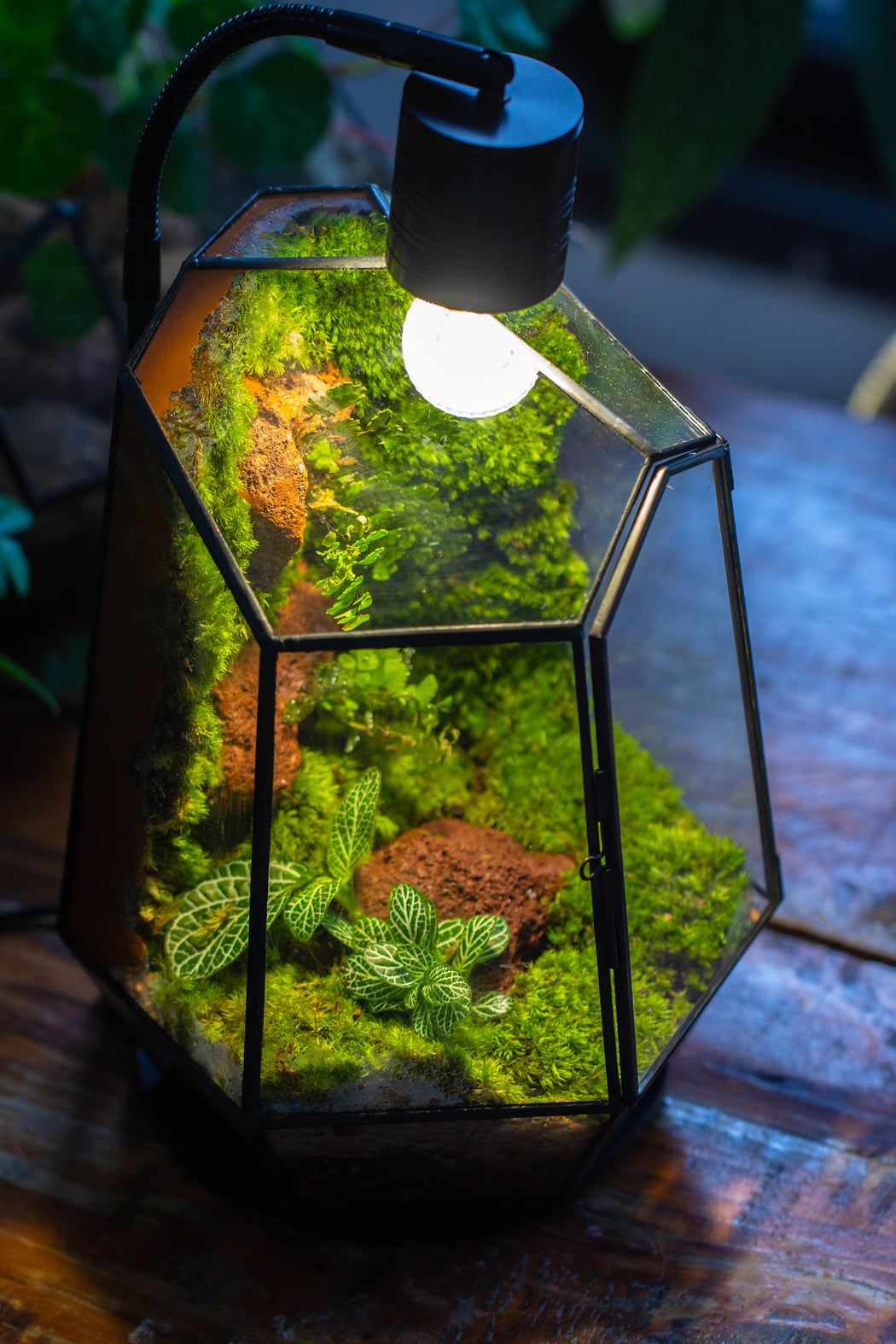 5W Warm White Black LED Grow Light adjustable with Black Matte Stand, or terrarium, moss, shade plants, Multi Size Available customizable     -34cm / 13.4 - NCYPgarden