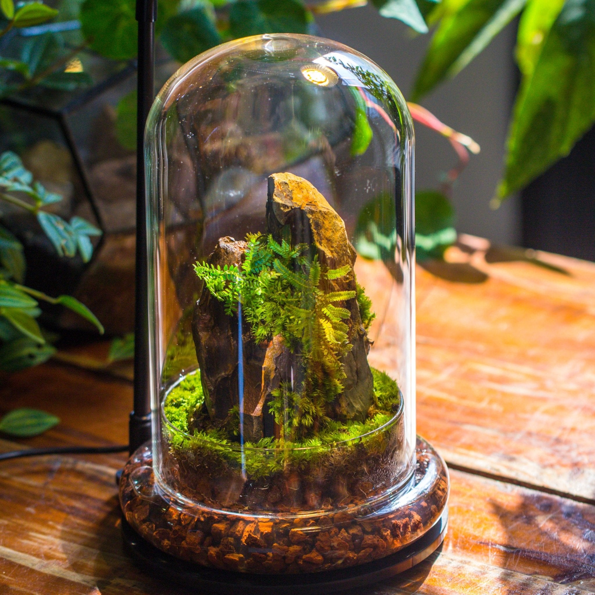 glass cloche plant terrarium Round Glass Cloche terrarium 12 cm diameter x 20cm height with matchin
