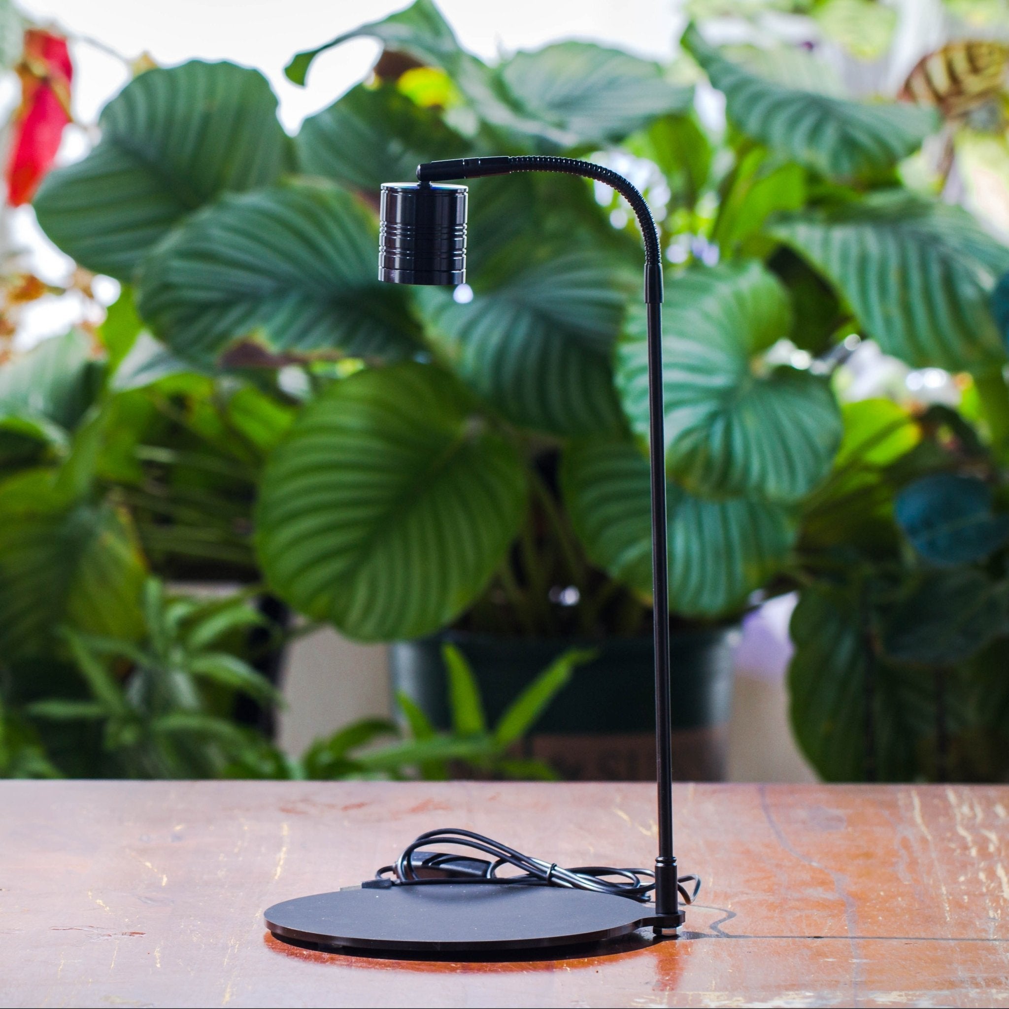 does a black light help plants grow Adjustable Warm White LED Grow Light with Matte Stand