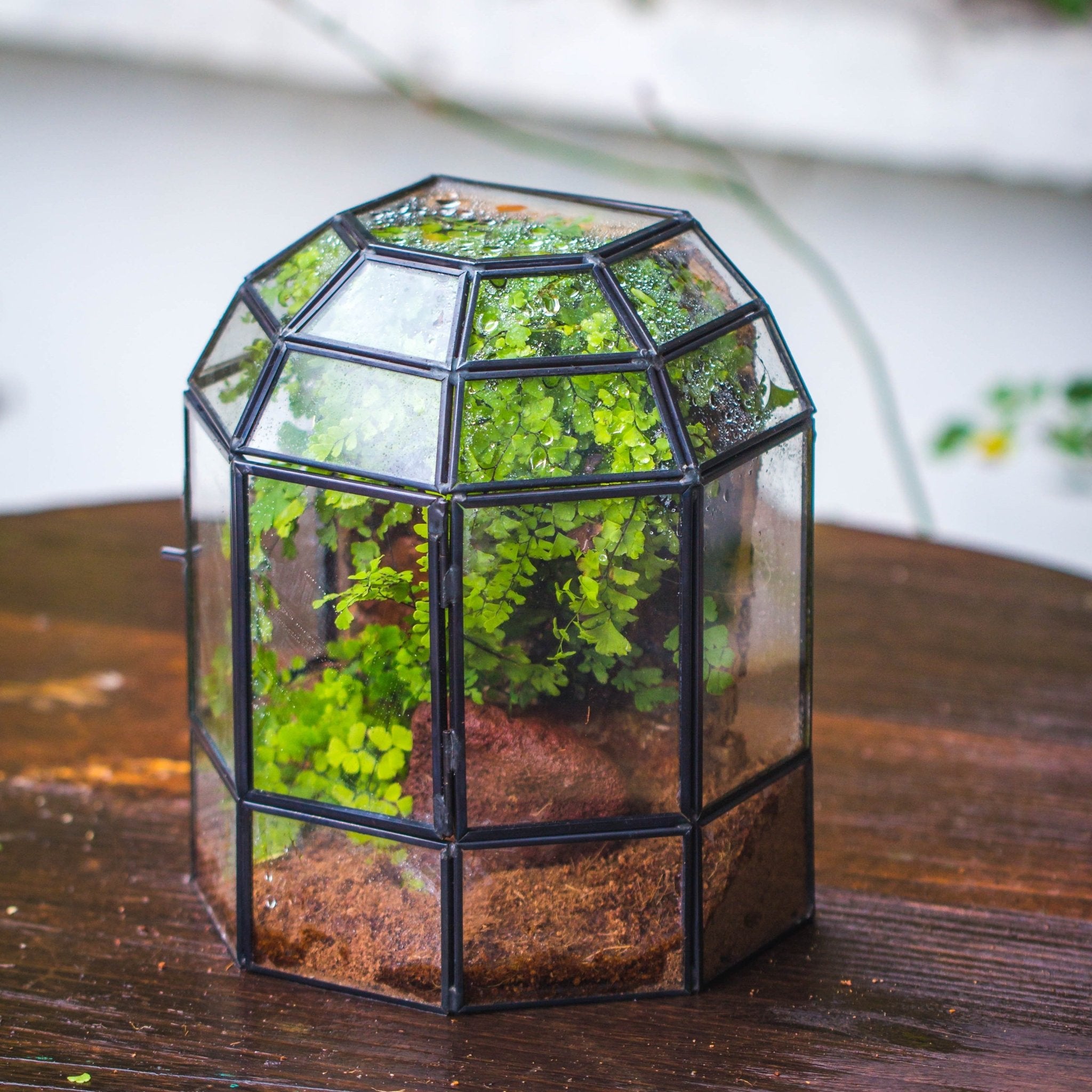 closed container terrarium plants NCYP Half Dome Geometric Glass Terrarium Round, Closed Succulents Planter Pot Miniature Landscape Bonsai Container