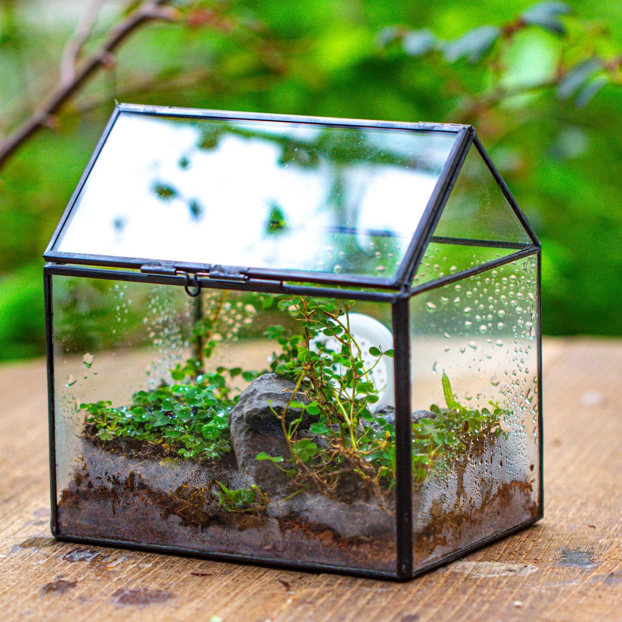 small glass terrarium for air plants (Sealed black)