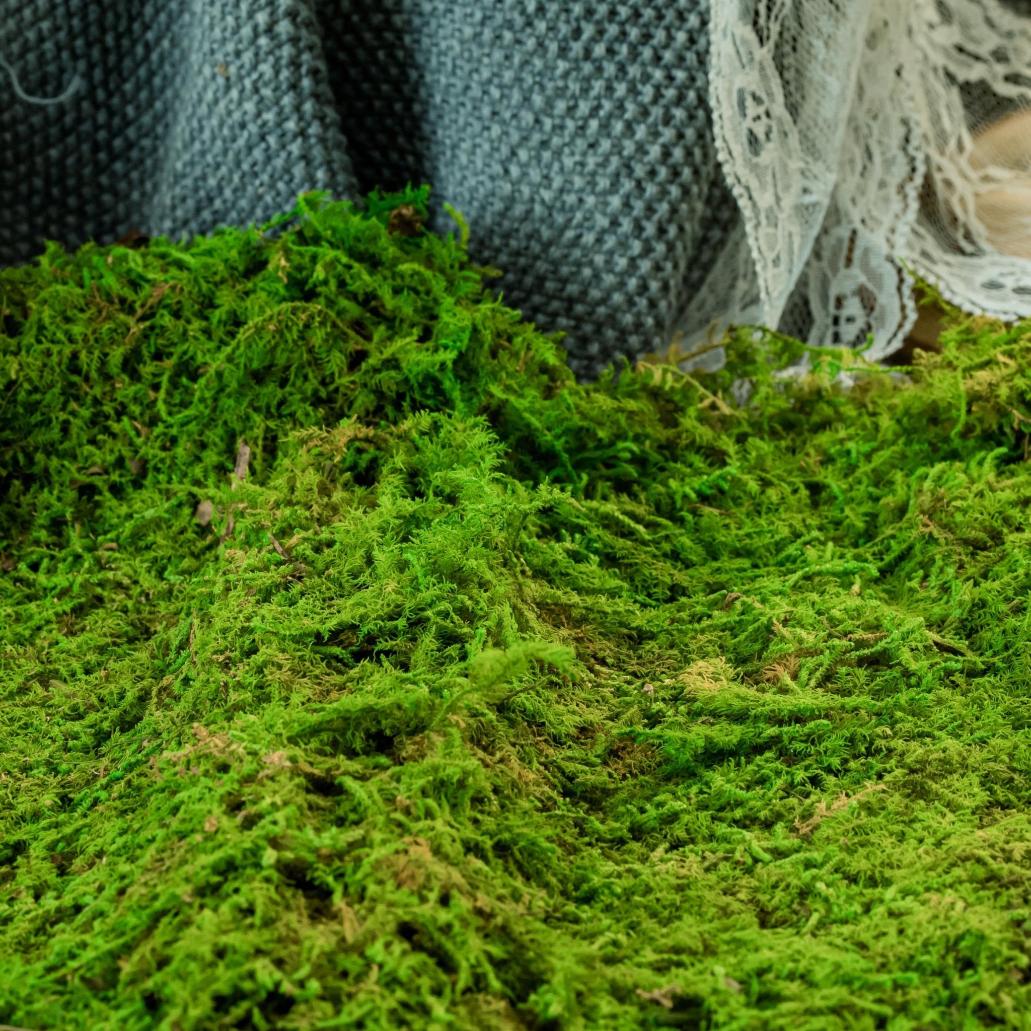 sheet moss for moss pole Preserved feature like natural moss, fern moss, pole moss Green 20x50c