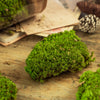 Preserved short moss, pole moss Green 20x50cm, for DIY moss wall, moss terrarium, moss centerpiece, moss bowl, centerpiece - NCYPgarden