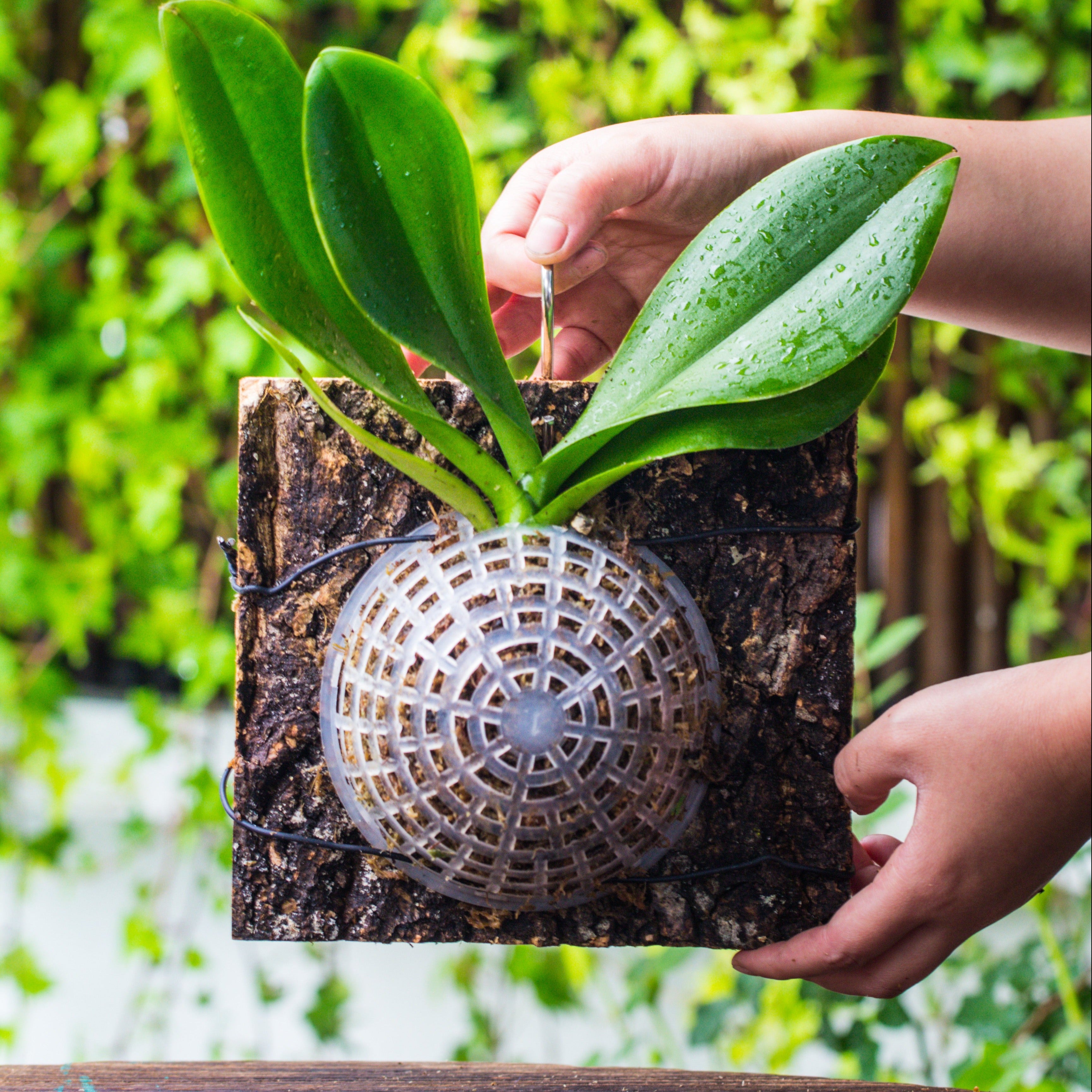 hanging plant ball Environment Friendly Detachable Plastic Ball for easy moss ball, hangi