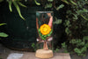 Dried Flowers Terrarium Gift Set Dried Strawflower Bouquet in Glass Tube - NCYPgarden
