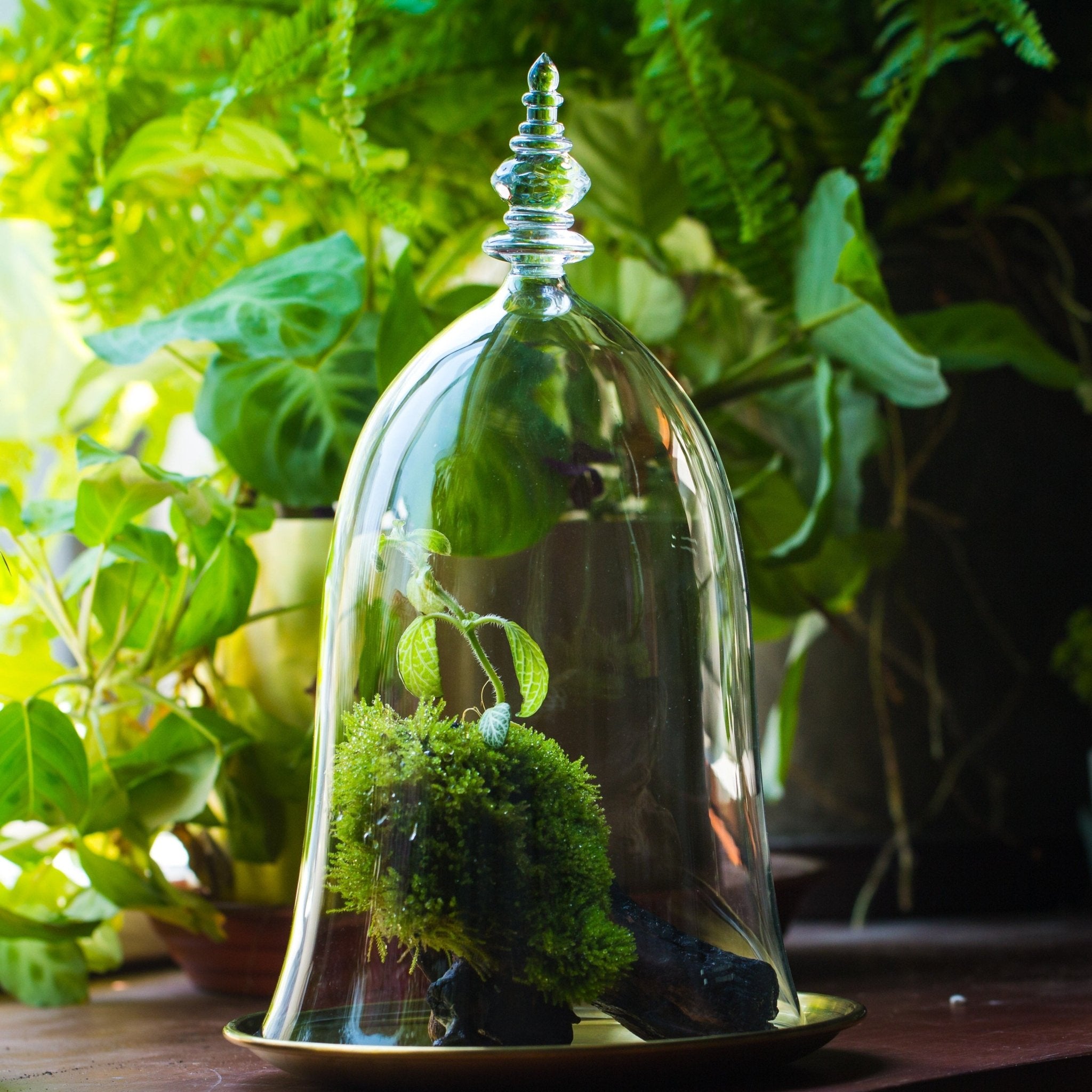 bell shape glass cloche with glass base and gold metal base