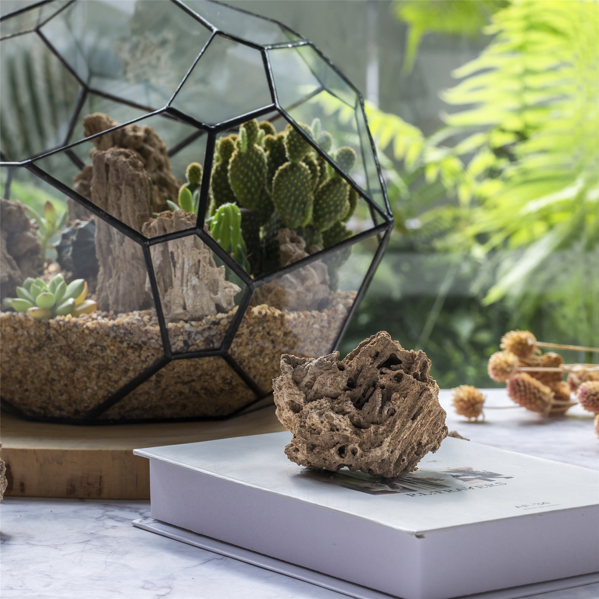 is limestone good for succulents Order Natural Reed Tube Limestone Absorption