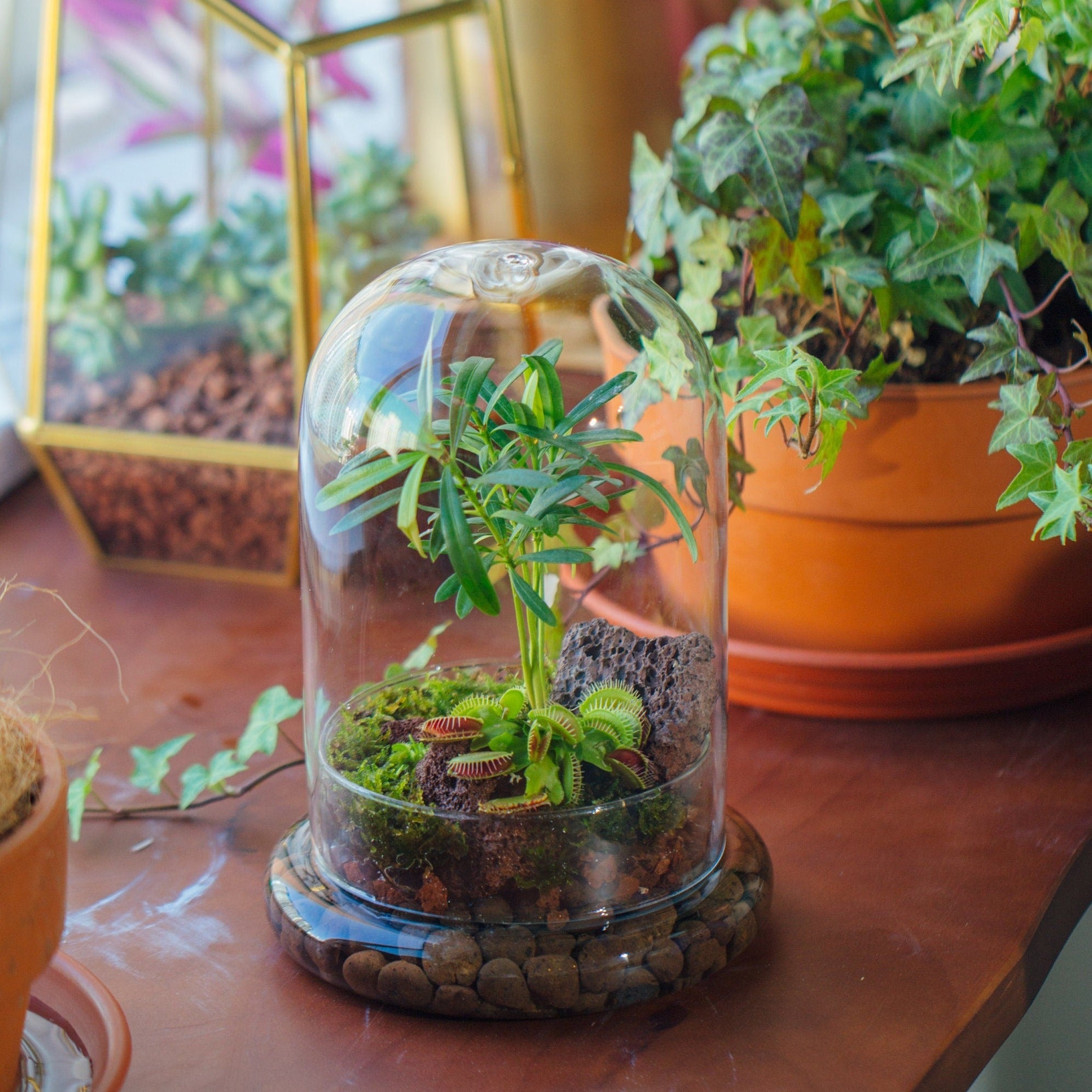 indoor plant cloche Glass Dome Round Head Glass Cloche Terrarium Container