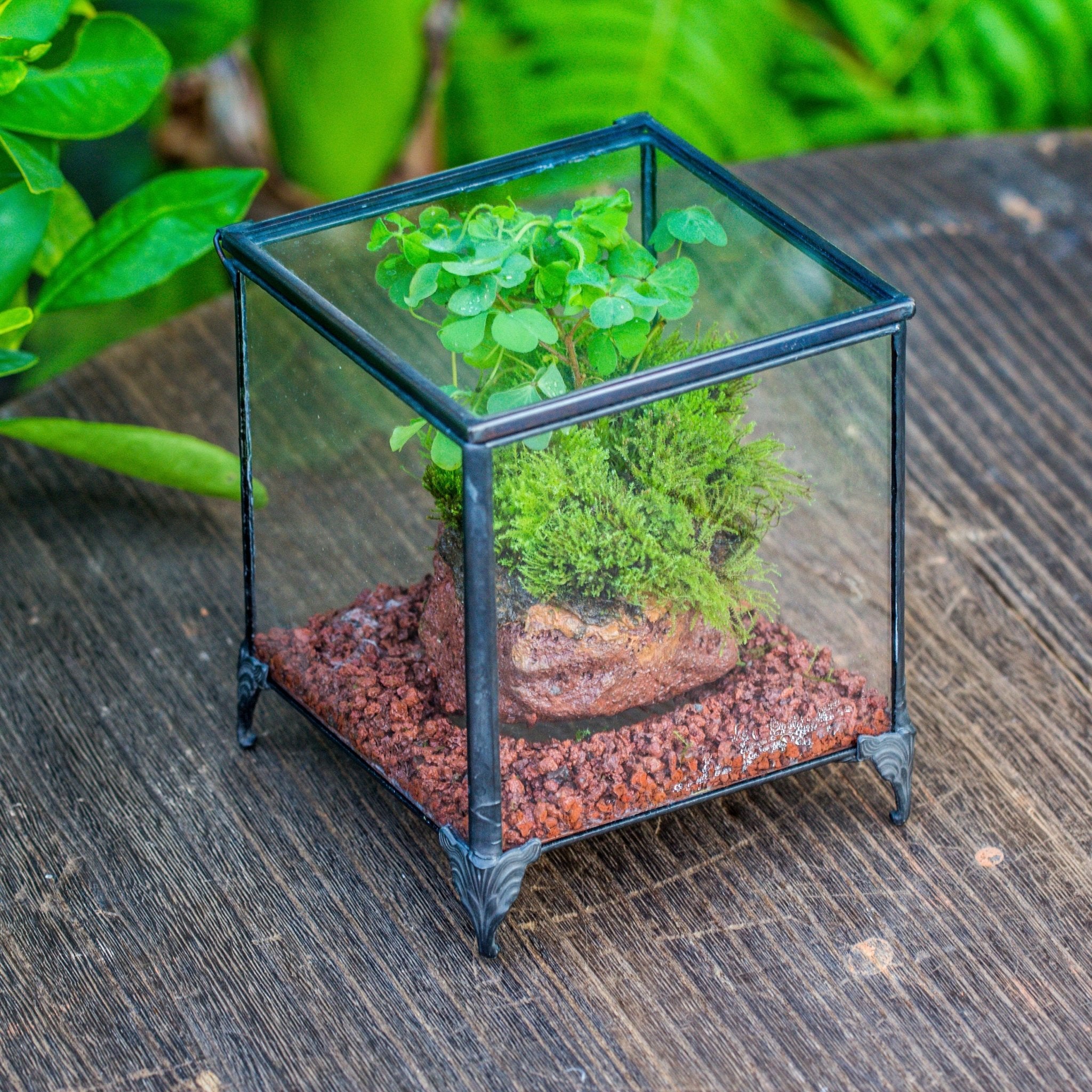 succulent cube NCYP Vintage feet Cube Close Geometric Glass Terrarium with Door, Tin – NCYPgarden