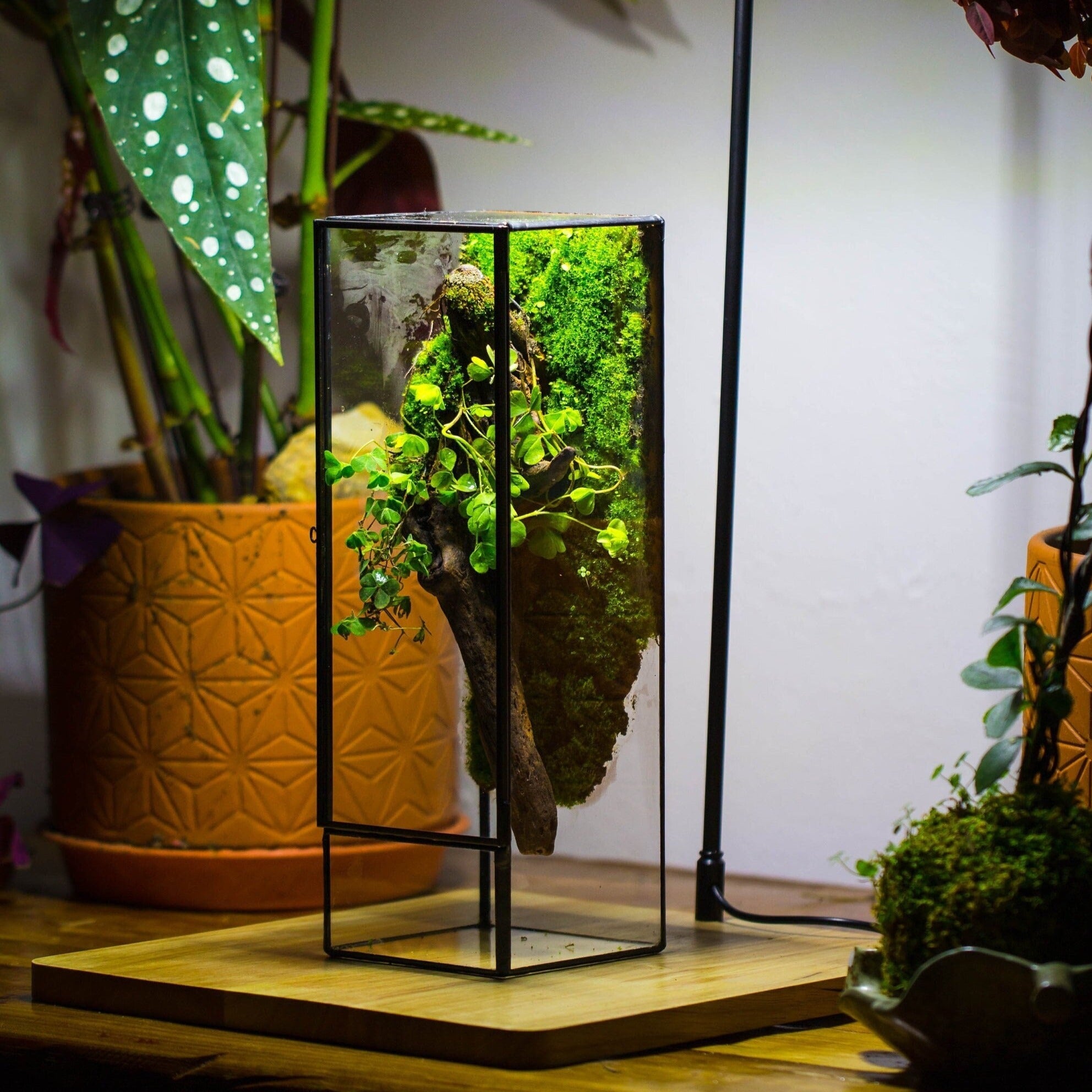 terrarium plants san francisco NCYP Close 11.8" Tall Geometric Glass Terrarium with Door, Tin Se