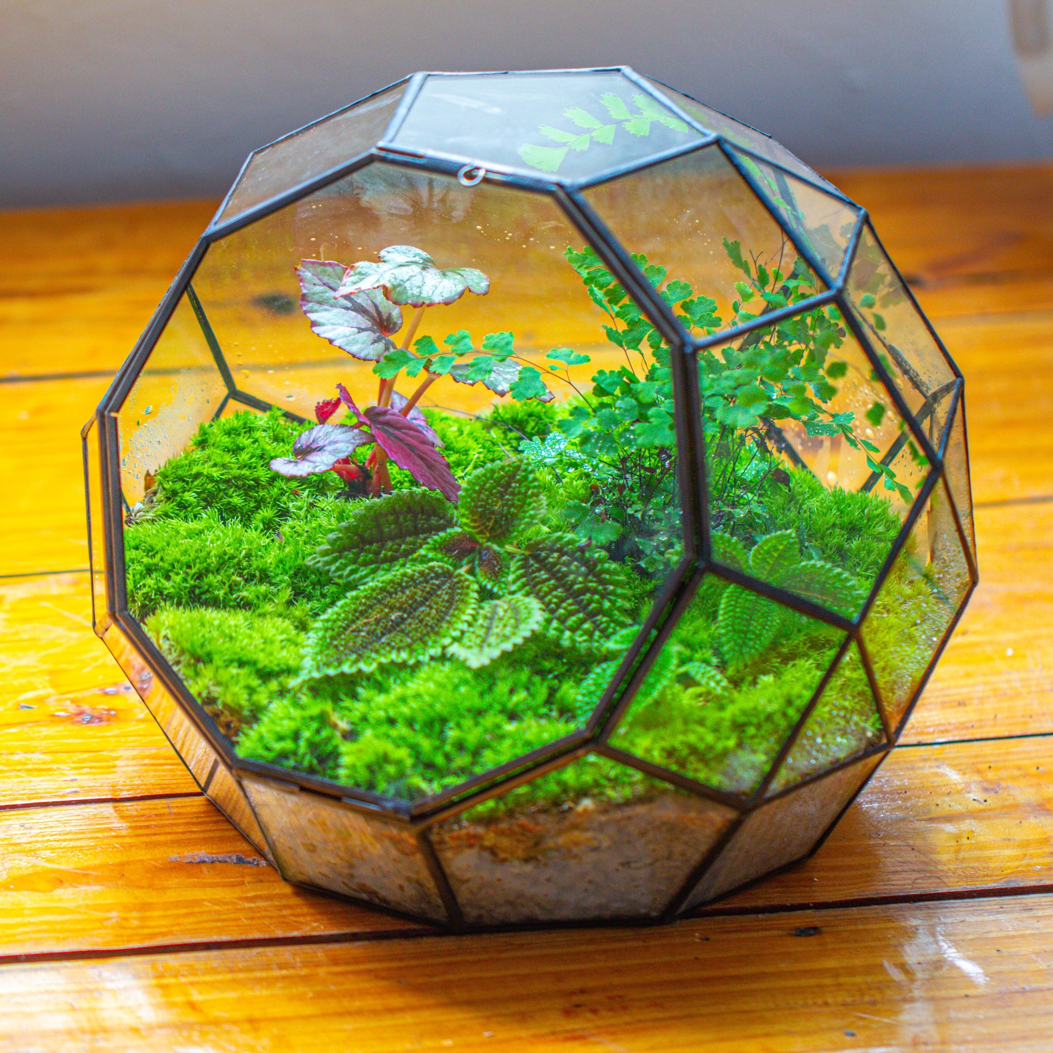 Close Terrariums – NCYPgarden