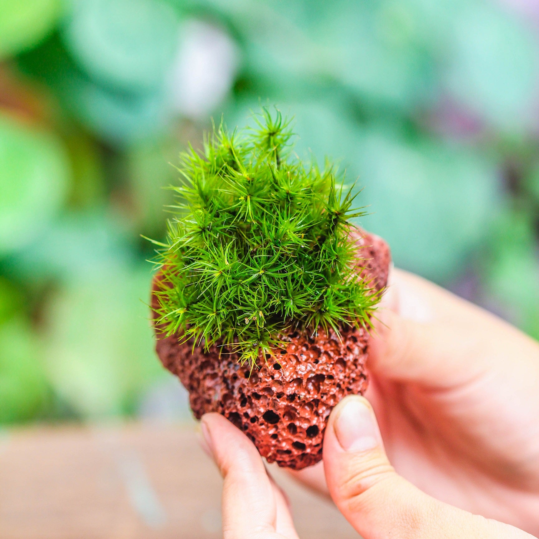 terrarium rock – NCYPgarden