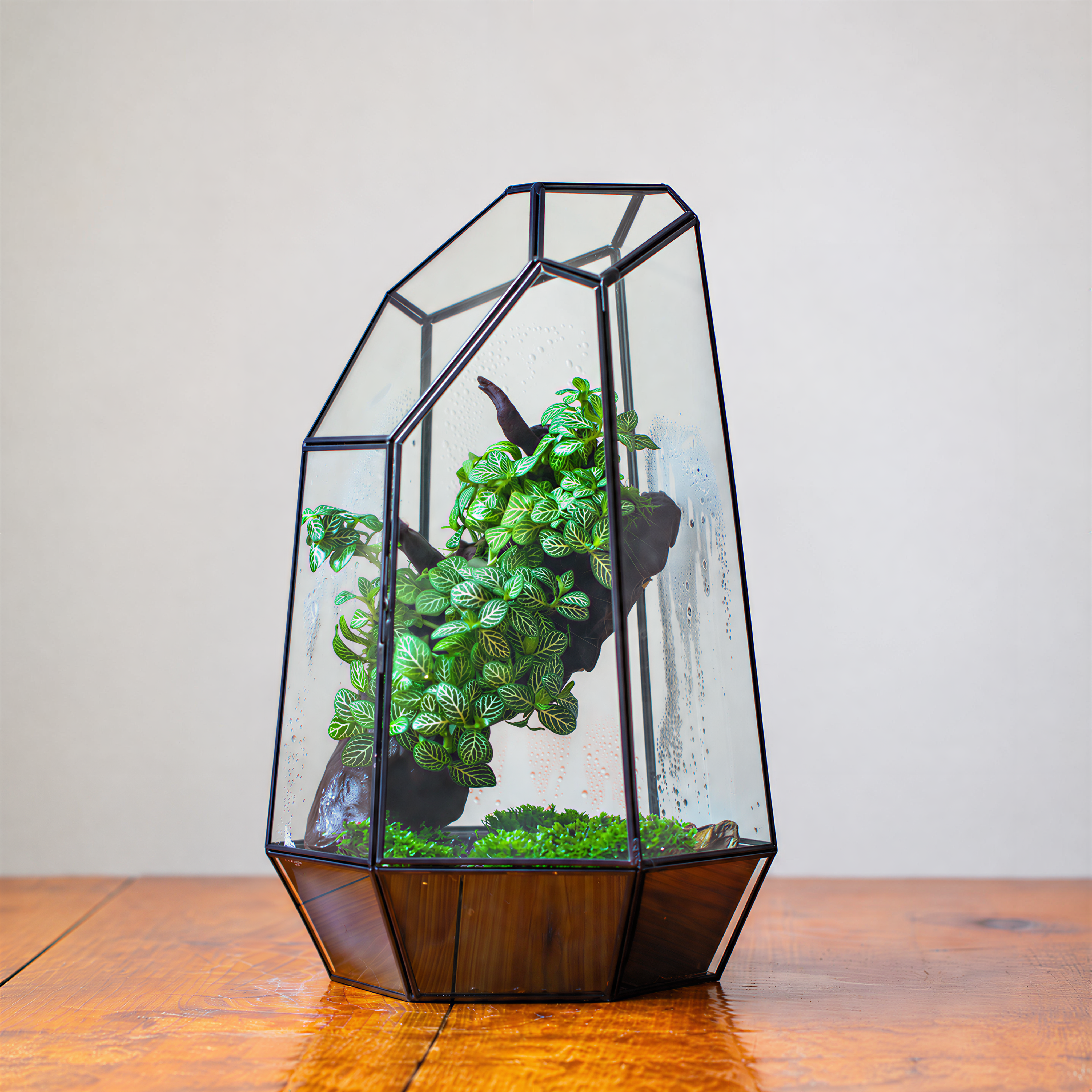 16.1" Large Black Irregular Geometric Glass Terrarium, Close, vented Silver, for tropical plants, and large insects
