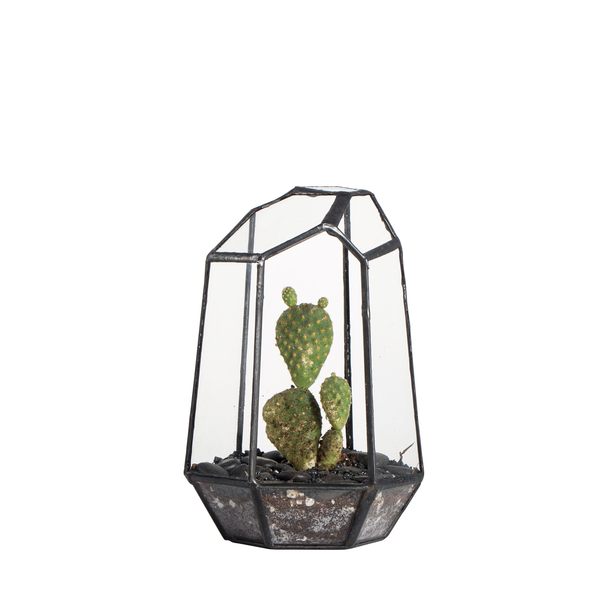 Handmade Irregular Tall Black Glass Geometric Terrarium for Succulents Moss Airplants - small PG01A1 - NCYPgarden